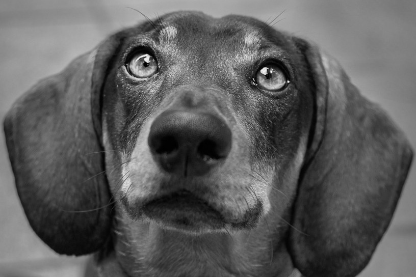 Fotografía de mascotas. Fotos con huella, fotografía de perros y mascotas en Sevilla