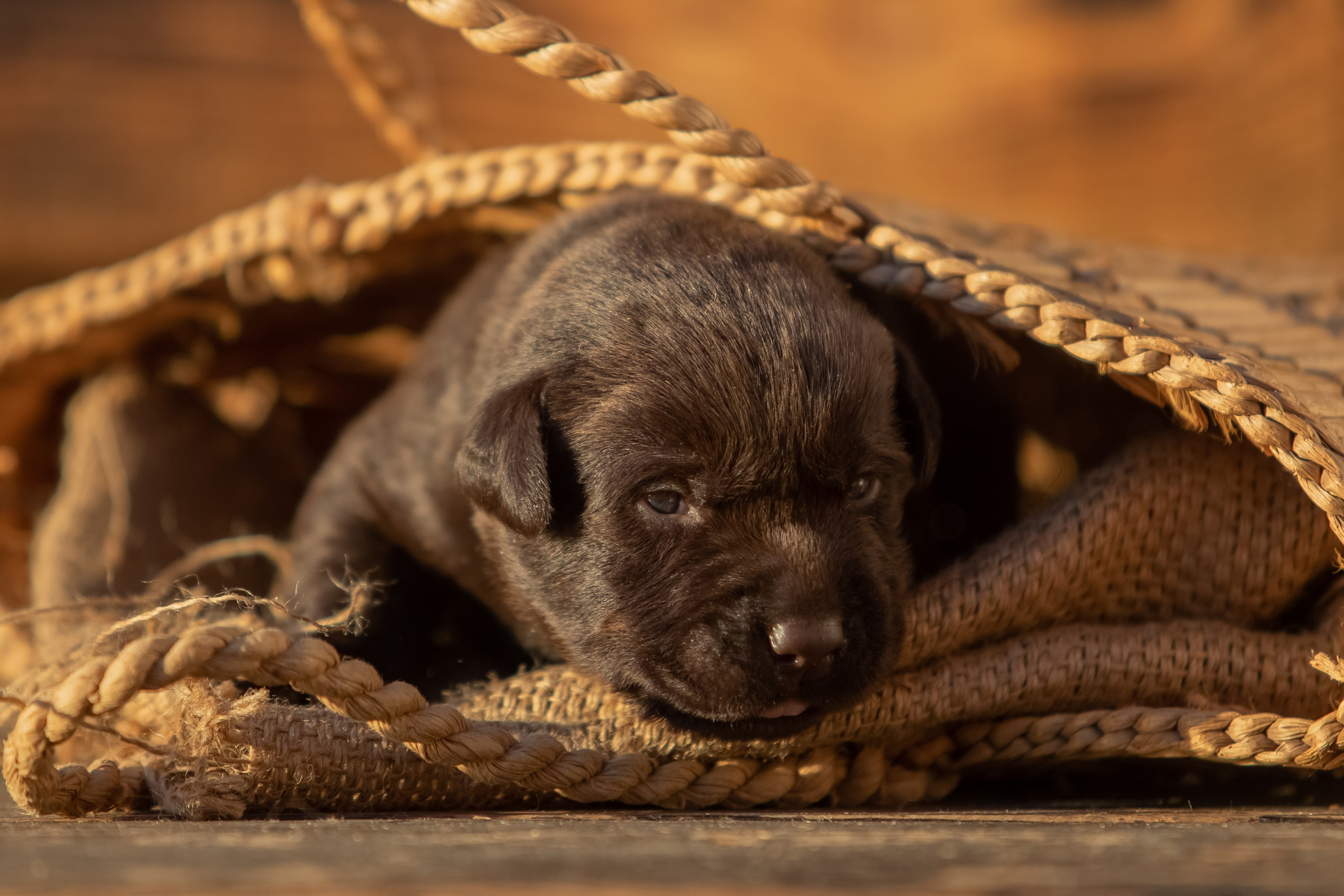 Цуценя шоколадного лабрадор ретривера