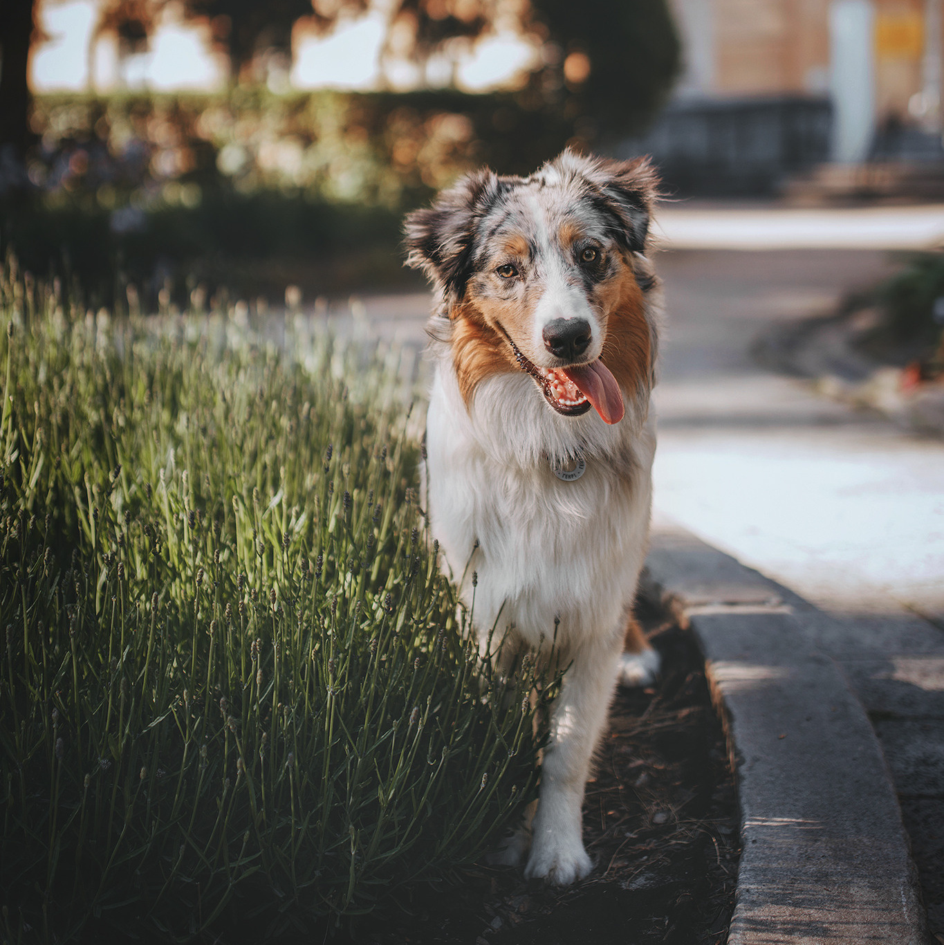 Оферта. Фотограф-анімаліст Київ