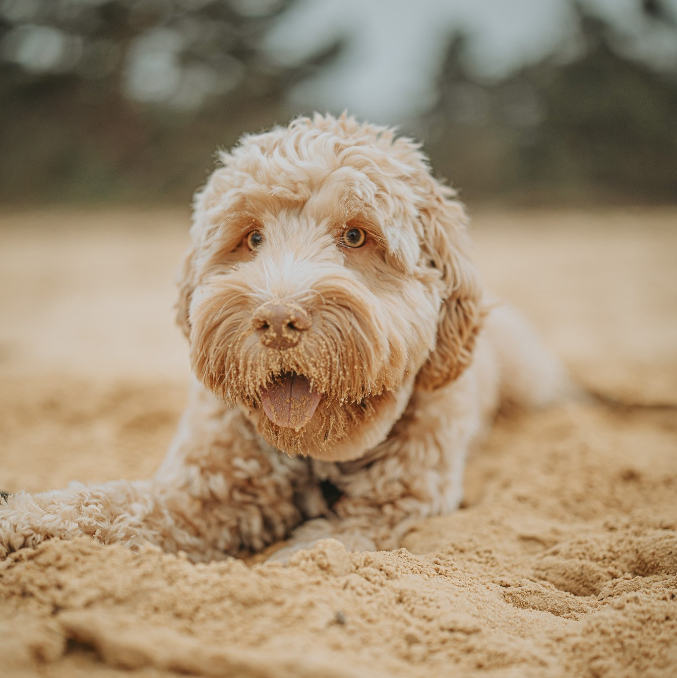 Labradoedel Bowie tijdens koppelshoot in de heide - Kapture Fotografie