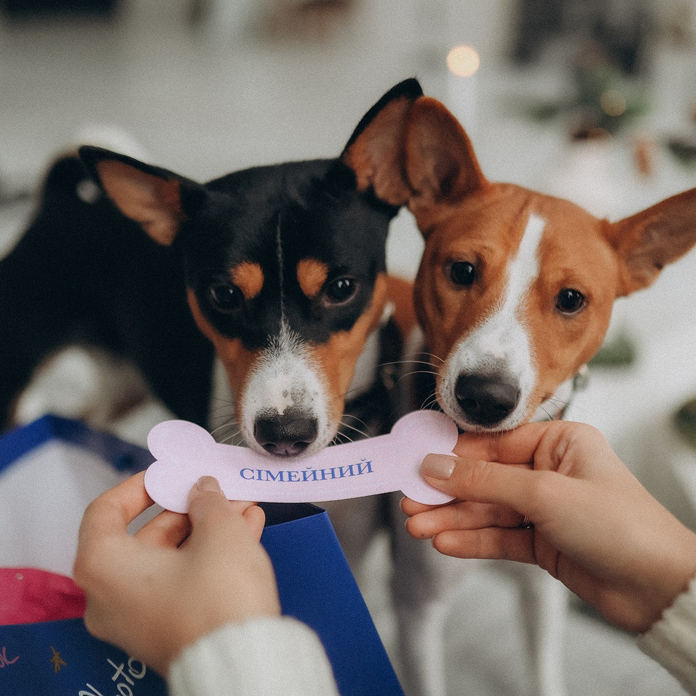 Подарунковий бокс. Фотограф-анімаліст Київ