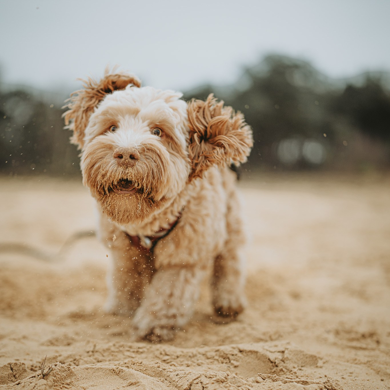 Koppelshoot met Amy Berre en labradoedel Bowie - Kapture Fotografie
