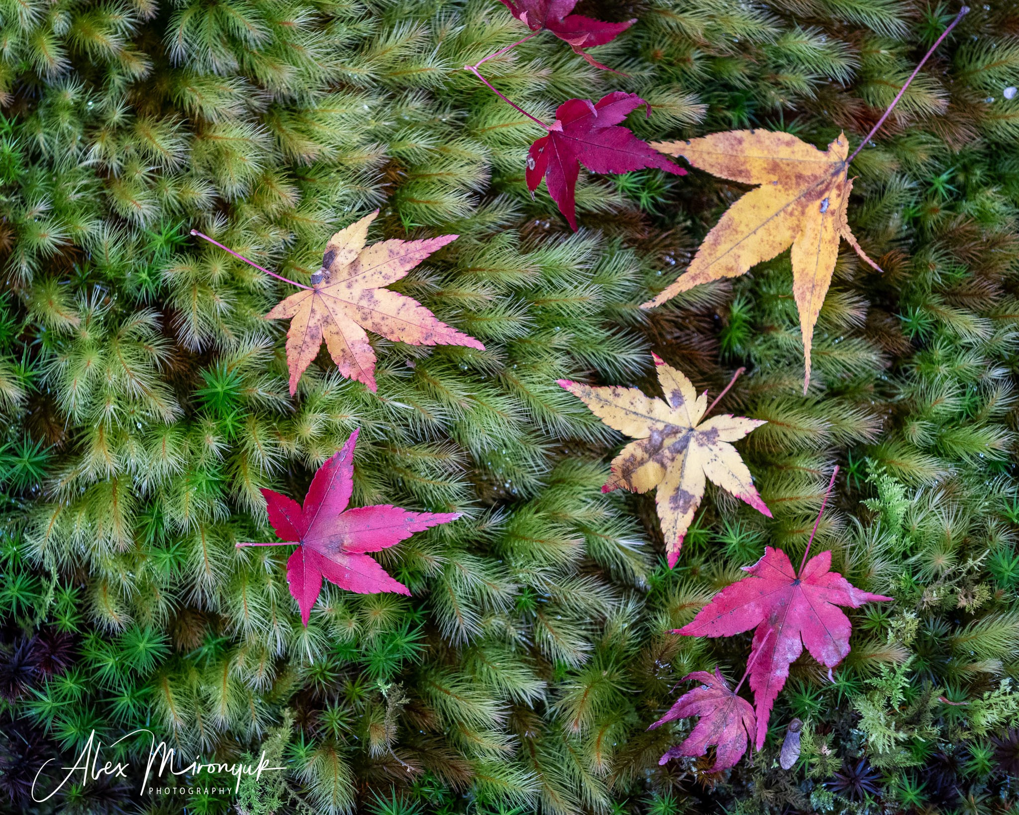 Autumn Colors of Japan. Pet, Senior, Landscape, portrait studio, photographer in Miami and Sou