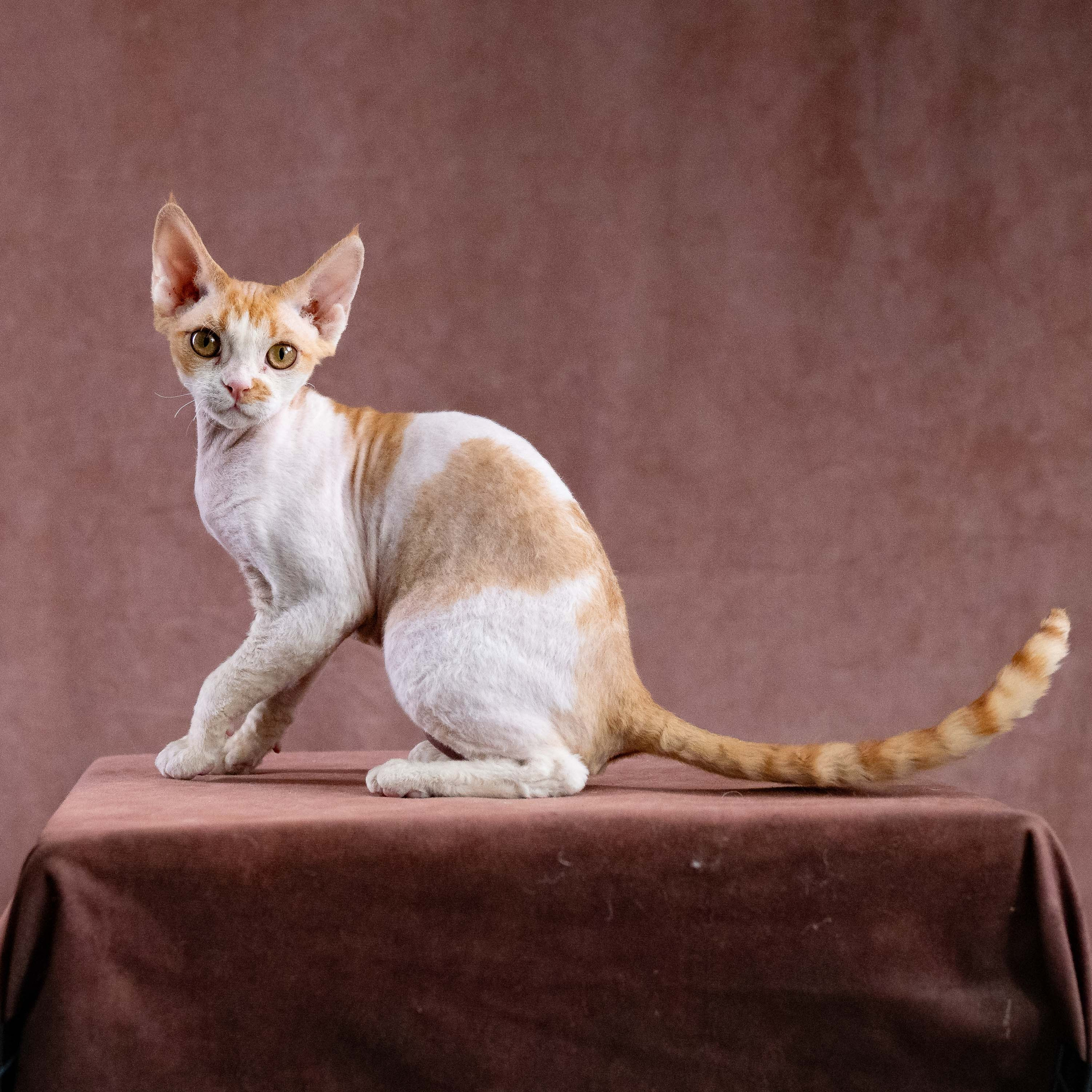 OUR KINGS and QUEENS. Devon Rex Pixie Cattery