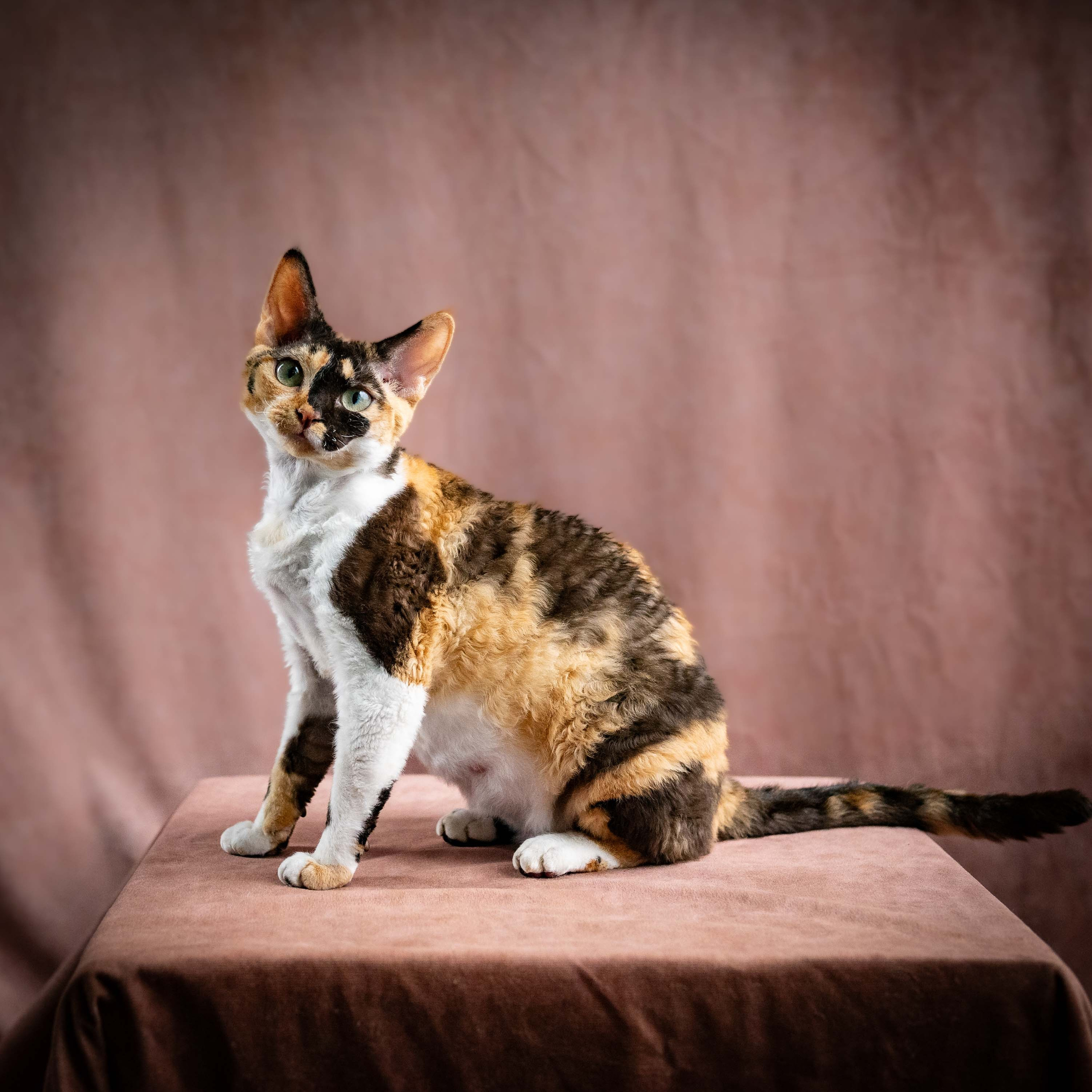 OUR KINGS and QUEENS. Devon Rex Pixie Cattery