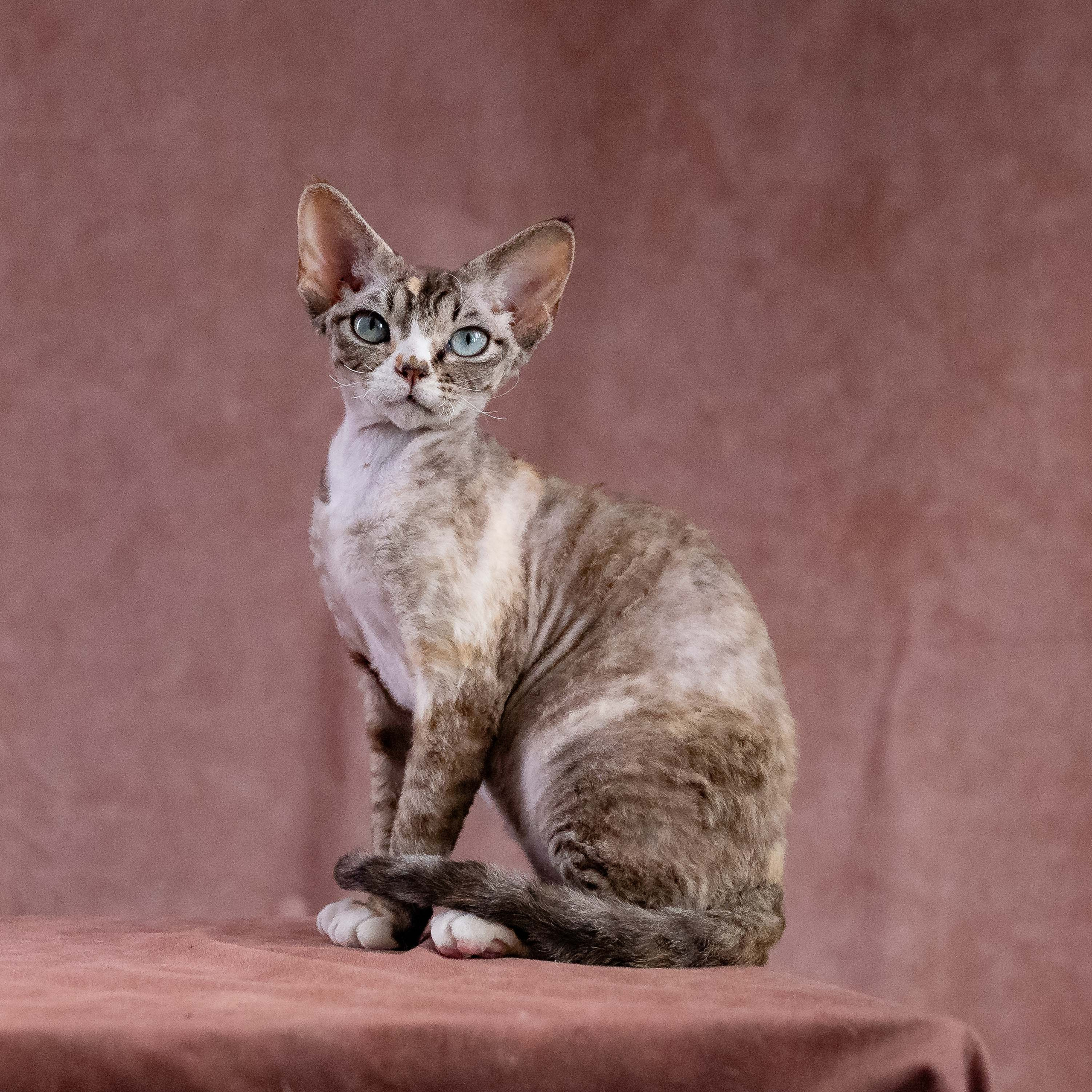 Hunti. Devon Rex Pixie Cattery