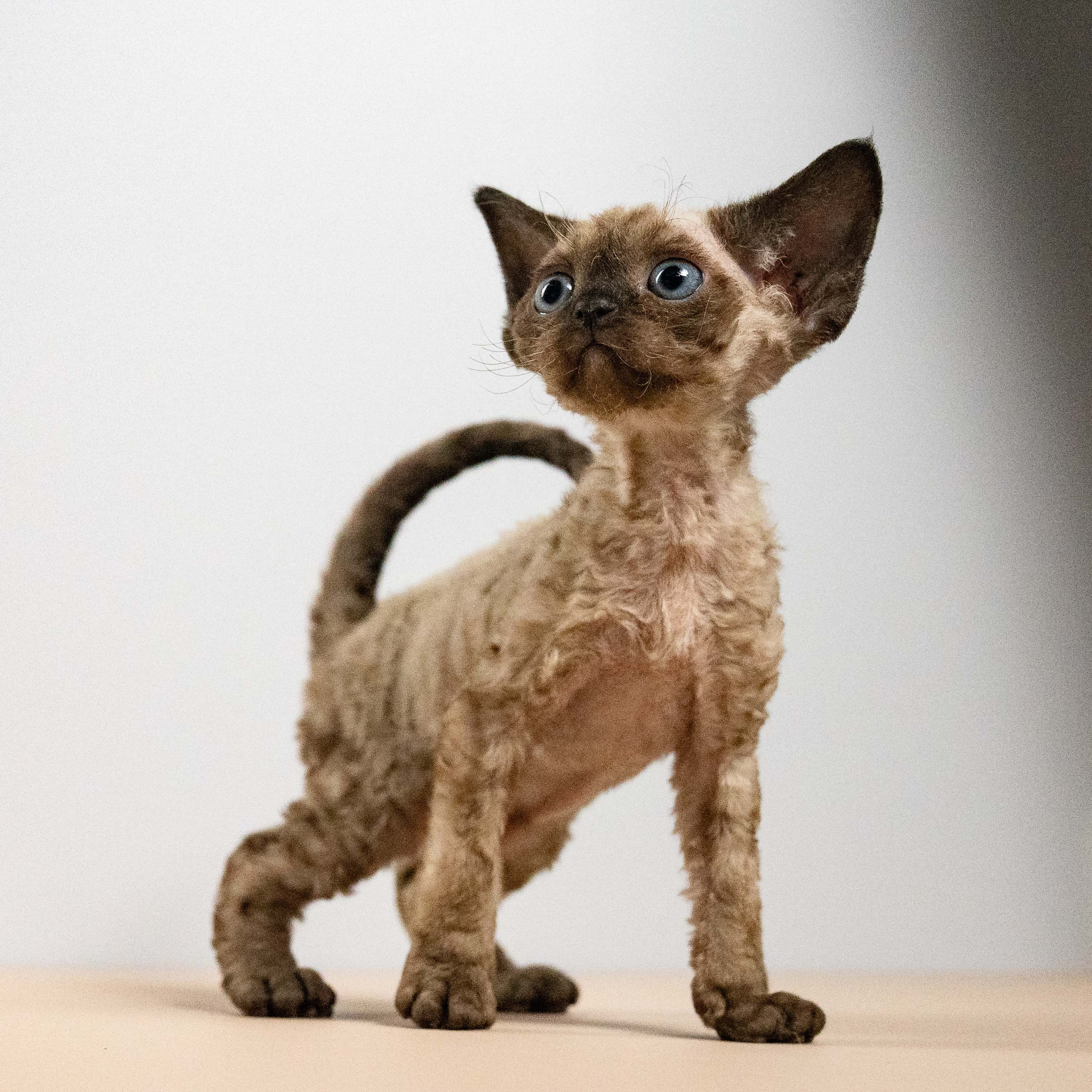 KITTENS. Devon Rex Pixie Cattery