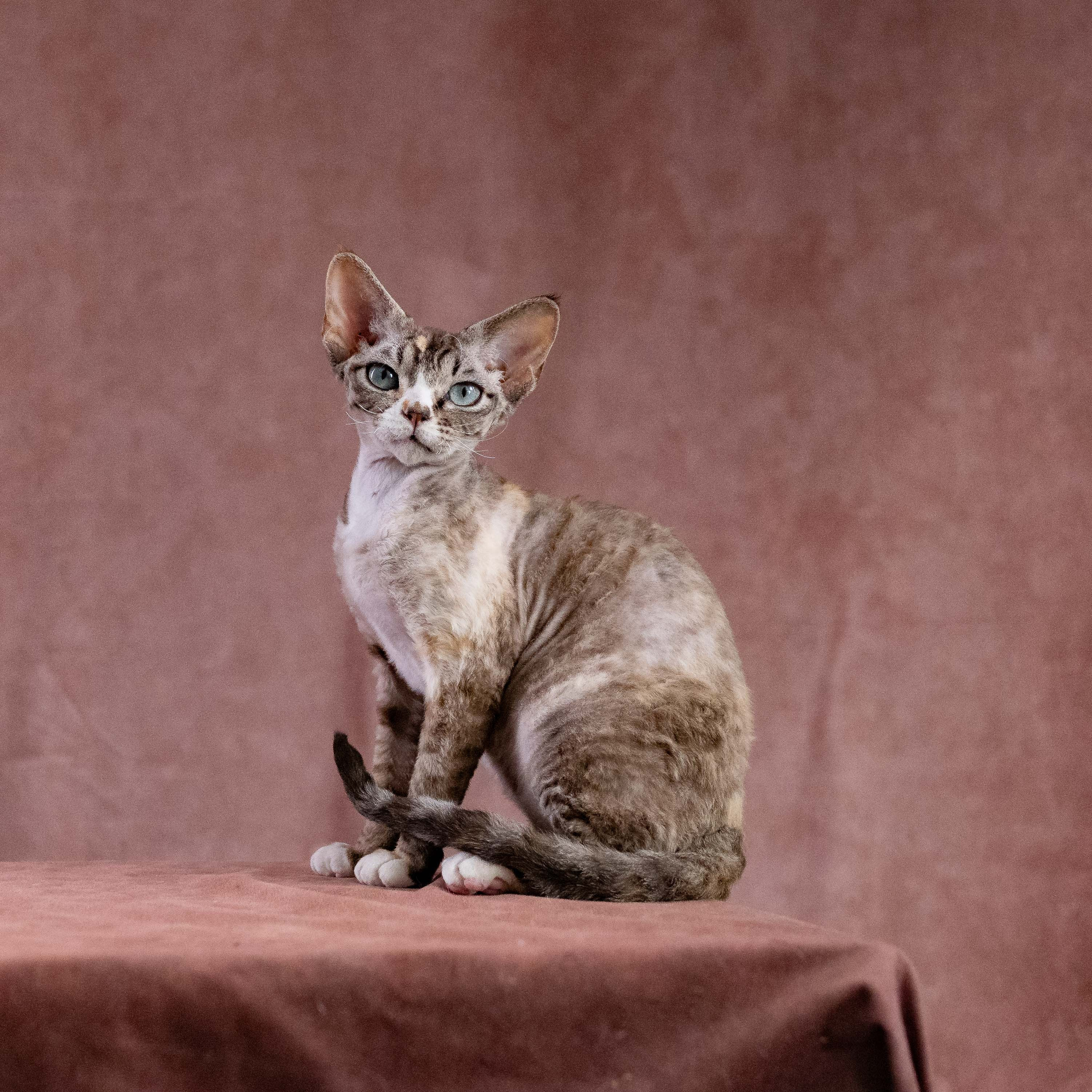 OUR KINGS and QUEENS. Devon Rex Pixie Cattery