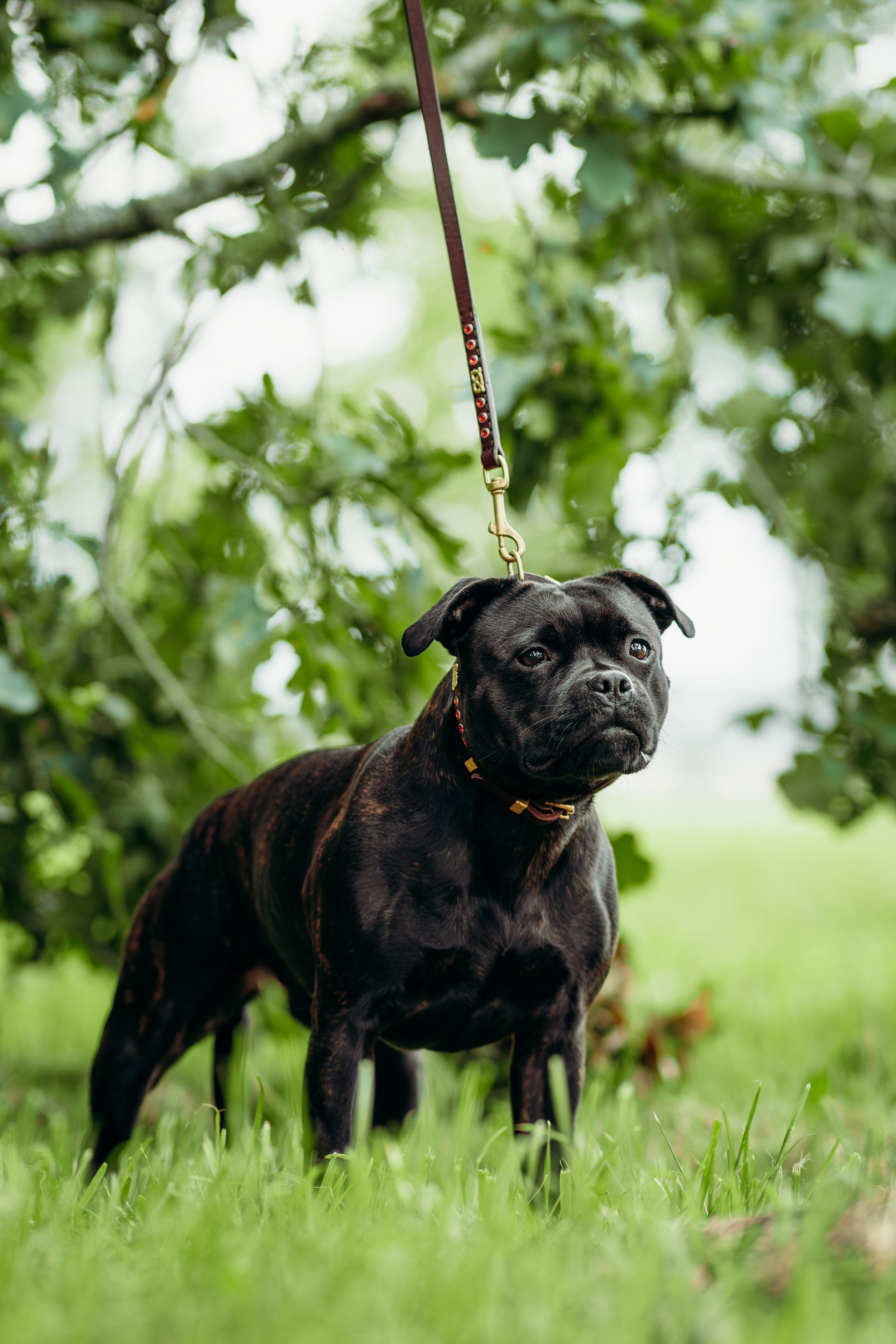 Dog show photography. Kat Laisaar — Pet photographer in Tallinn