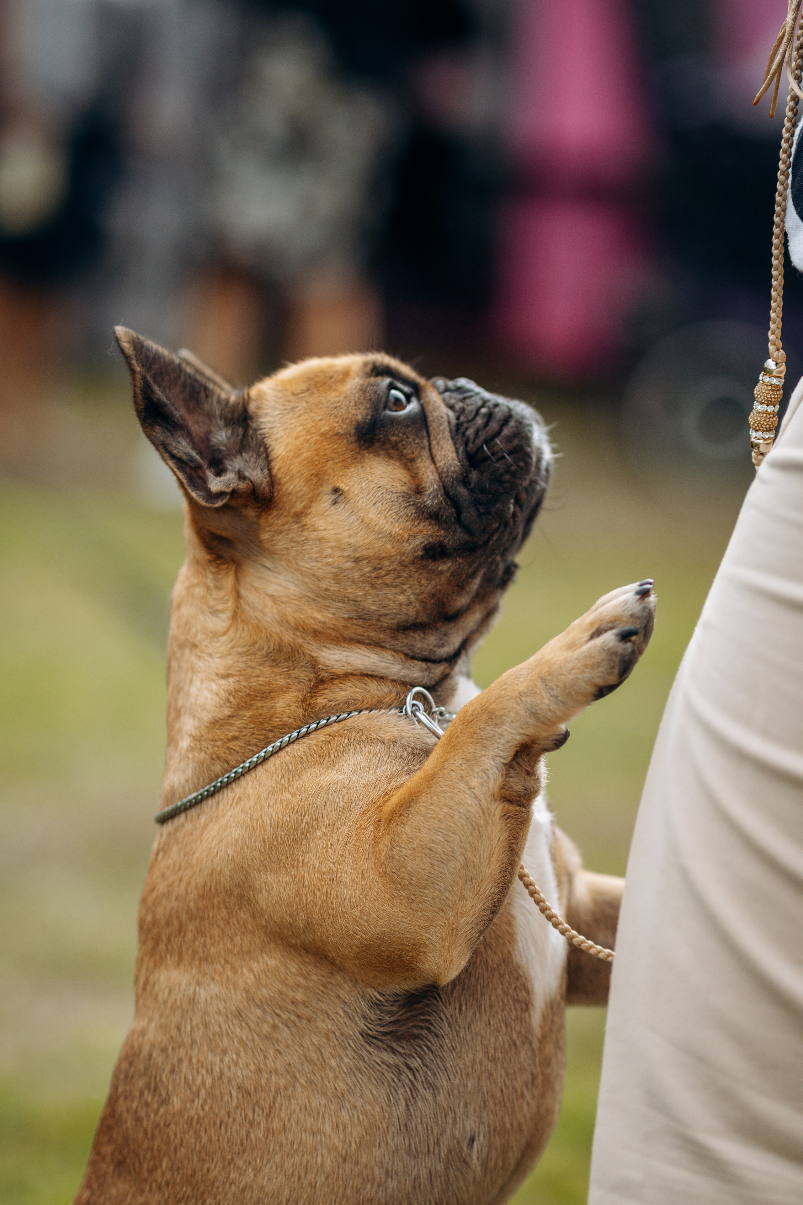 Dog show photography. Kat Laisaar — Pet photographer in Tallinn