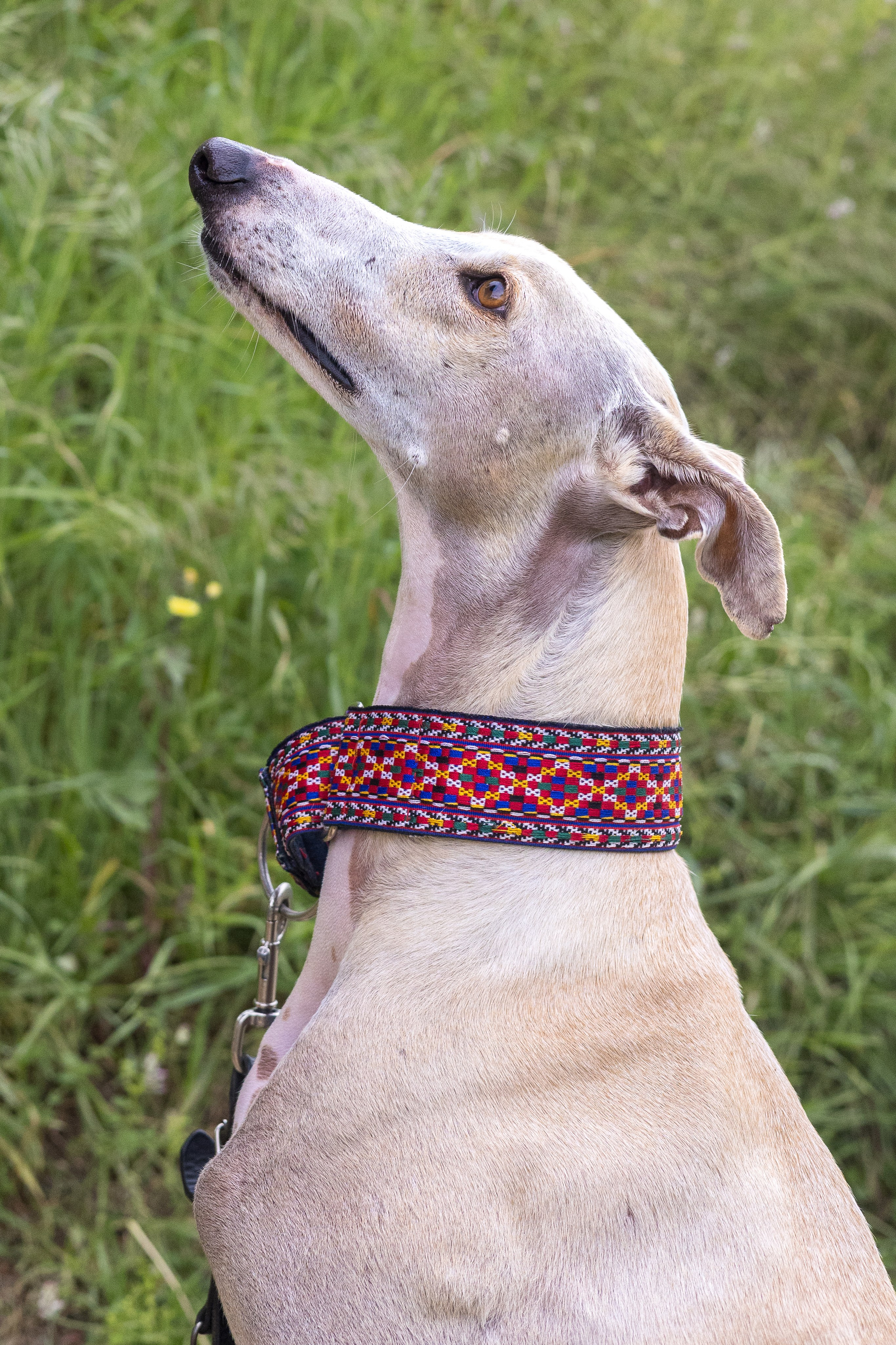 Pets. People & pet photographer based in Barcelona