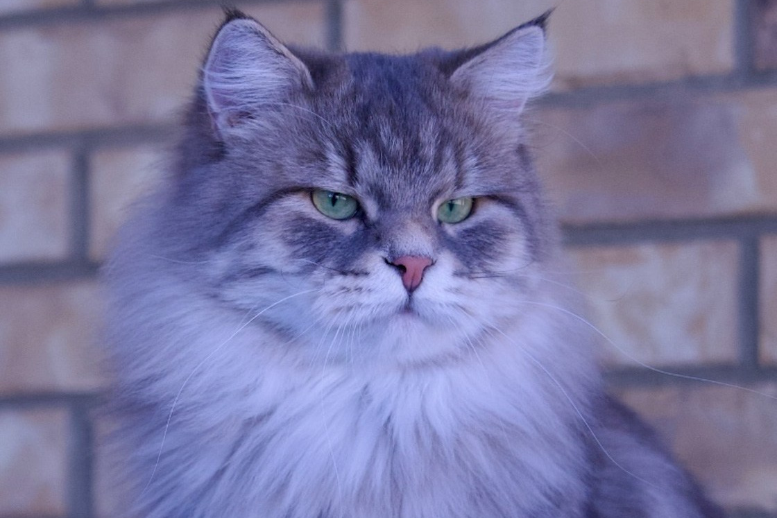 Our Kings | Pedigreed Male Siberian Cats from Astera Siberians. Astera Siberians |Hypoallergenic Kittens