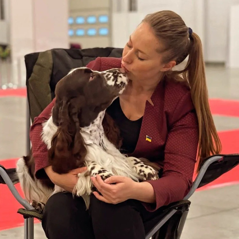 Photo of a springer spaniel at an exhibition in Poland
