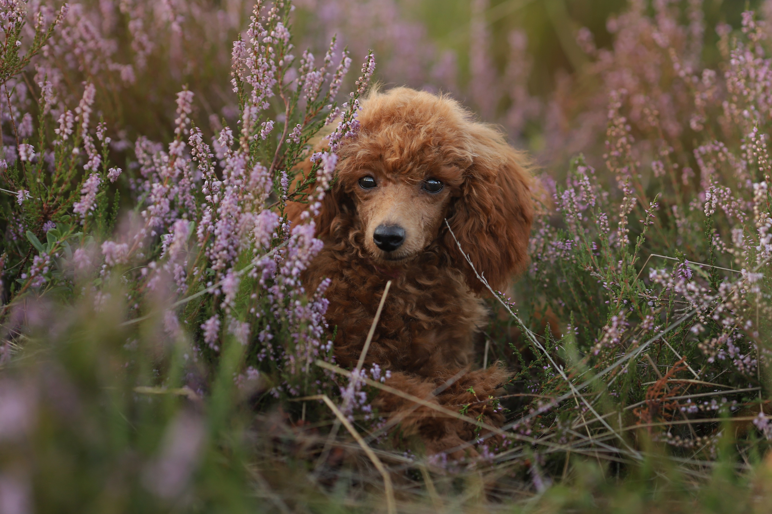 Leinwände. Familien und Hochzeitfotograf in Molbergen, Cloppenburg, Münsterland