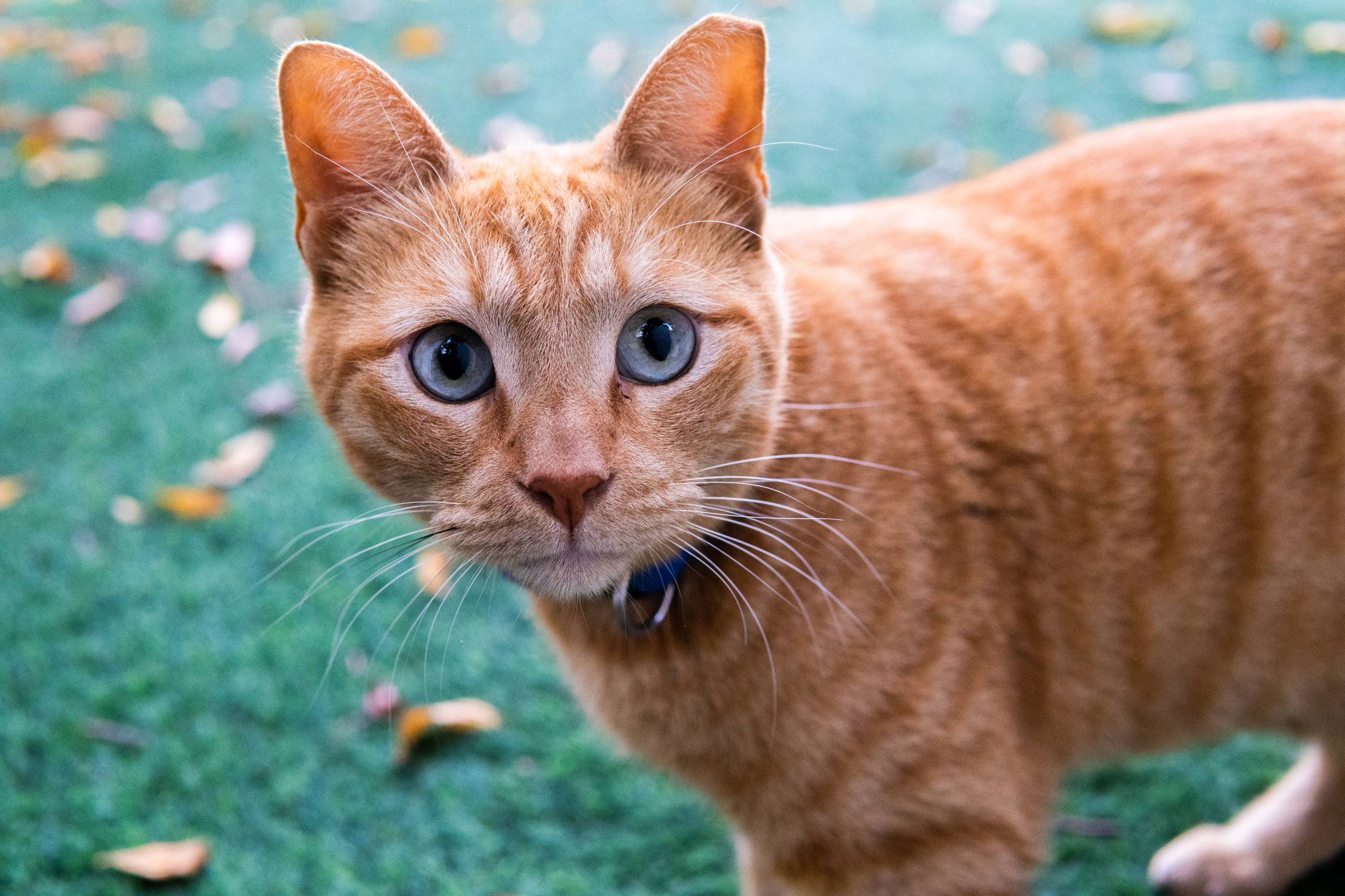 Главное меню