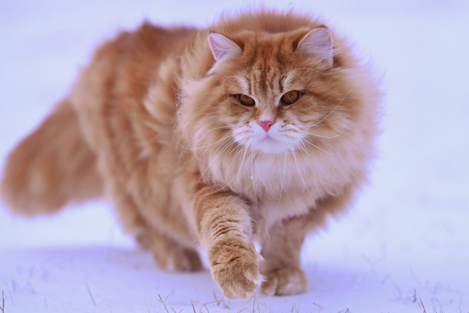 Our Kings | Pedigreed Male Siberian Cats from Astera Siberians. Astera Siberians |Hypoallergenic Kittens