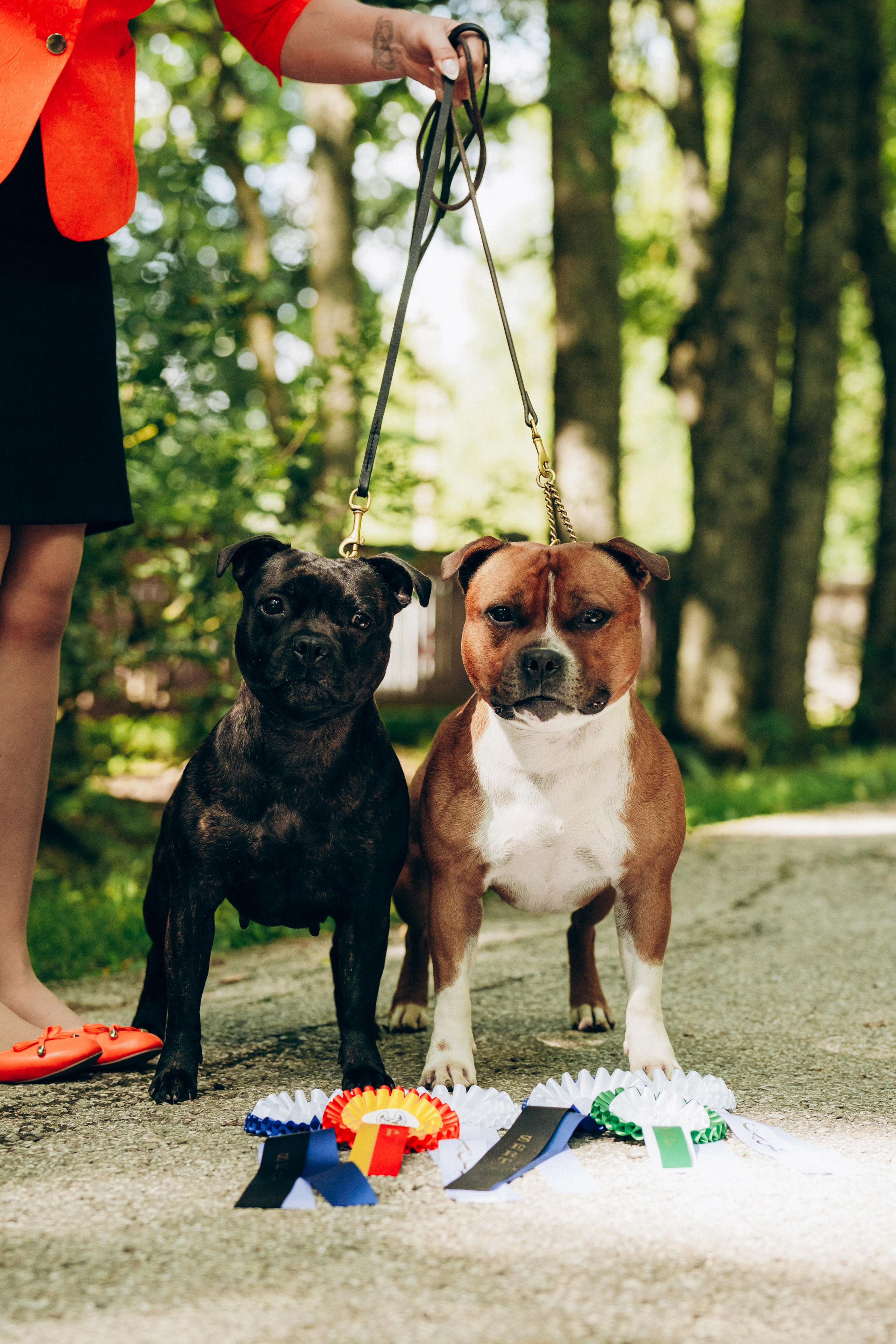 Dog show photography. Kat Laisaar — Pet photographer in Tallinn