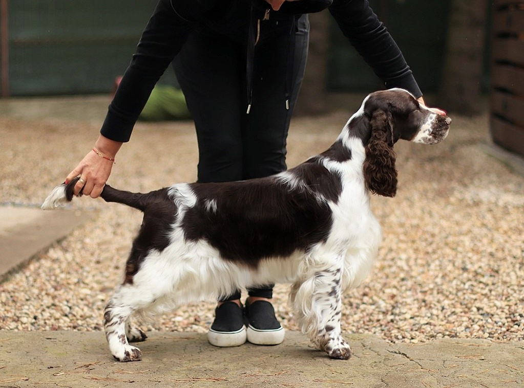 Girls. Website of the titled stud dog of the Springer Spaniel breed