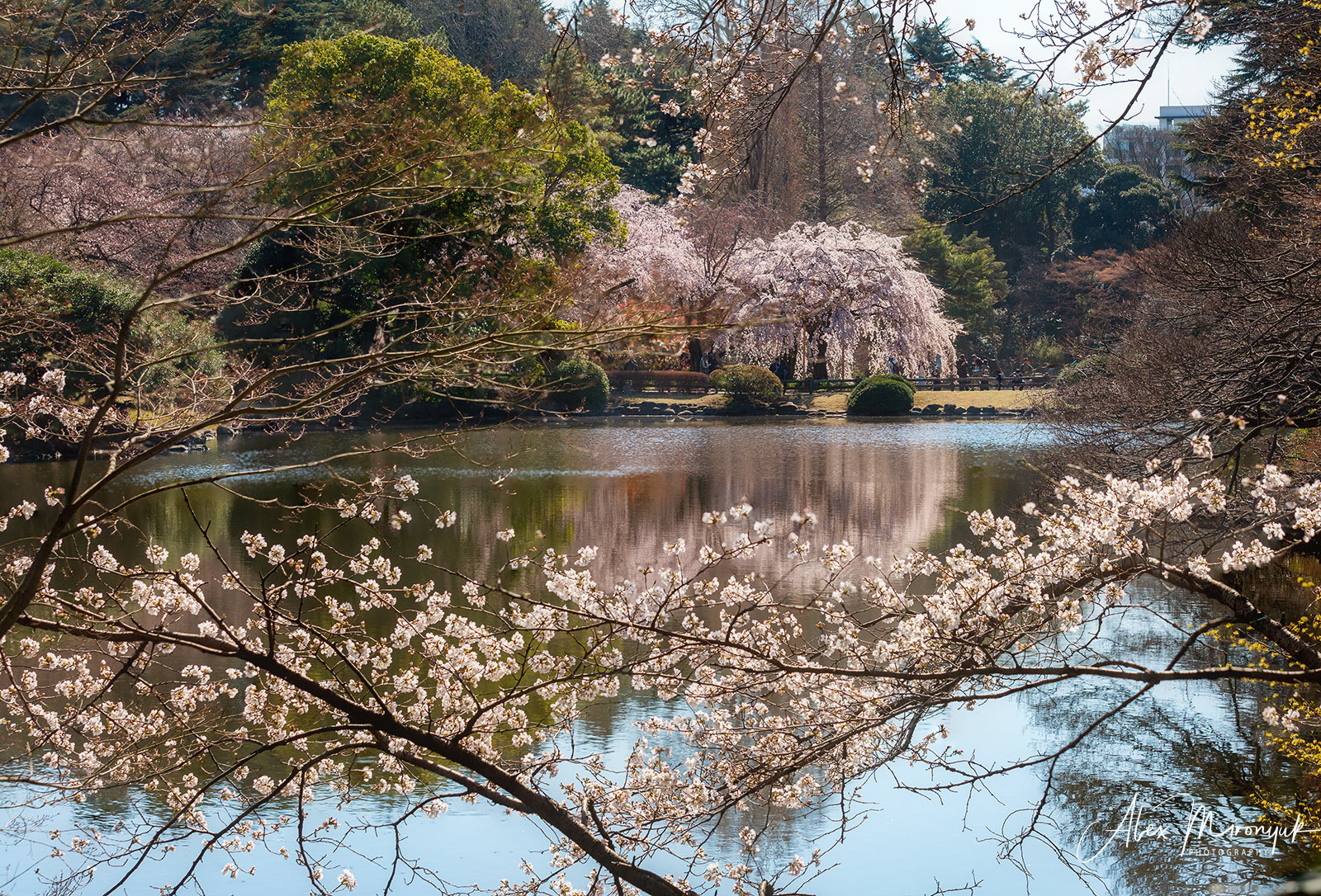 Momiji-gari Season In Japan. Pet, Senior, Landscape, portrait studio, photographer in Miami and Sou