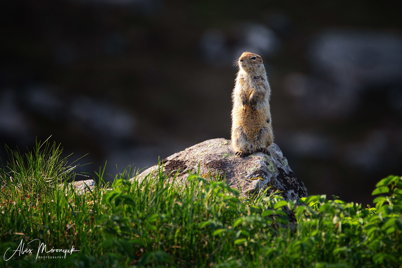 Magnificent Ice. Alaska on RV. Pet, Senior, Landscape, portrait studio, photographer in Miami and Sou