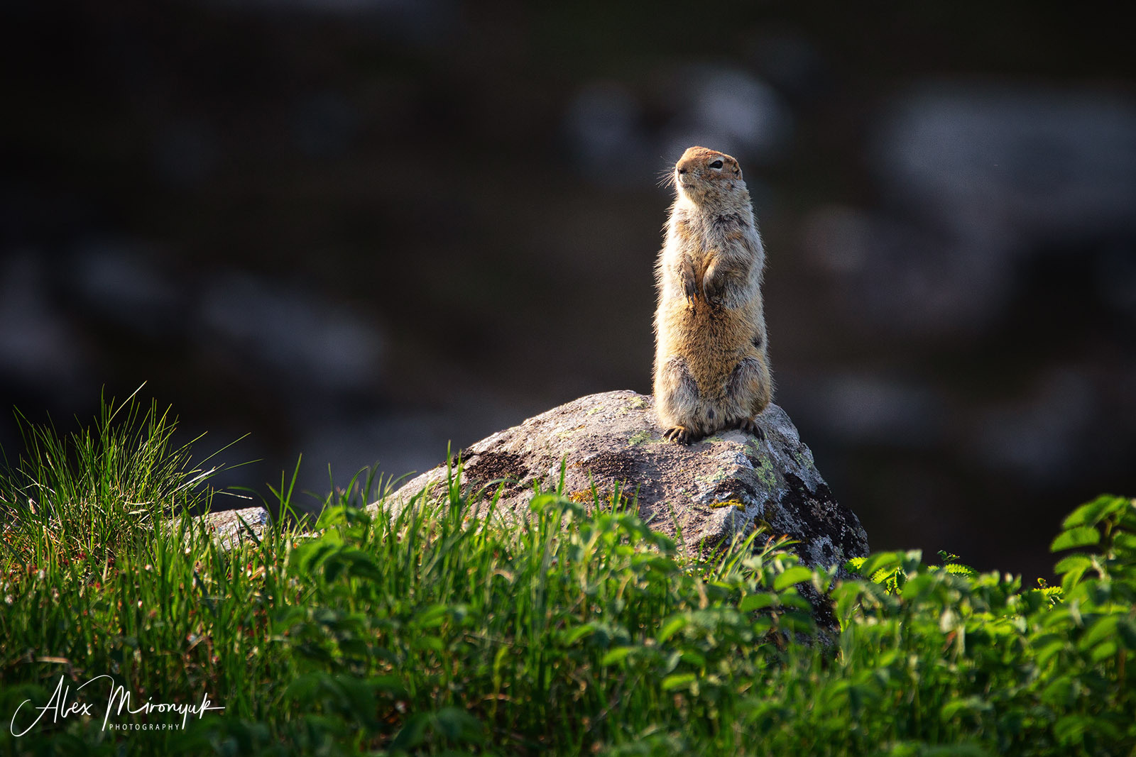 Best Of Alaska. Alex Mironyuk Photography