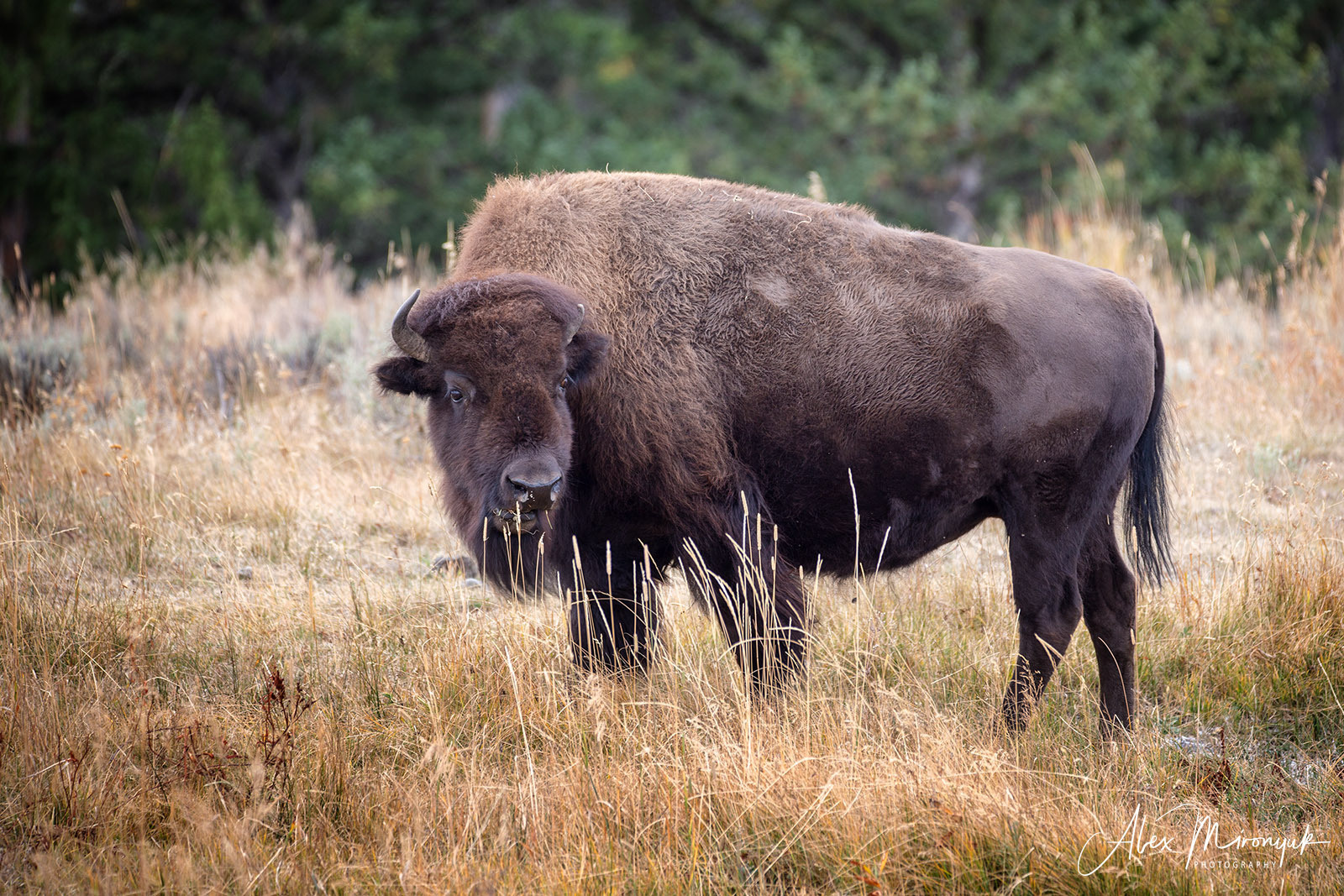 Yellowstone & Grand Teton. Alex Mironyuk Photography
