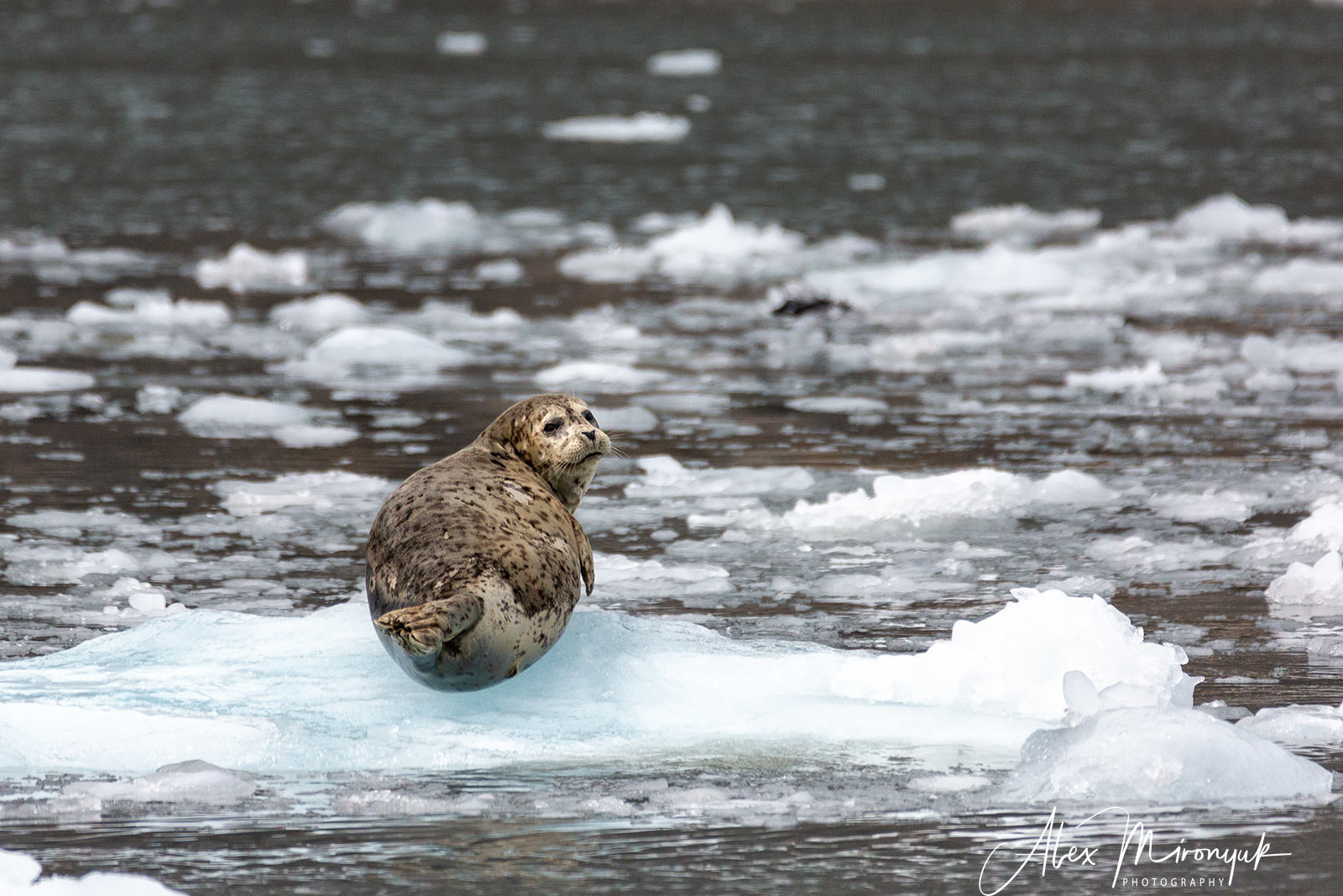 Magnificent Ice. Alaska-2020. Pet, Senior, Landscape, portrait studio, photographer in Miami and Sou