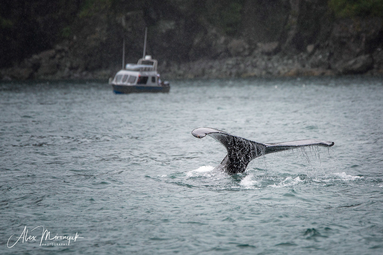 Magnificent Ice. Alaska-2020. Pet, Senior, Landscape, portrait studio, photographer in Miami and Sou