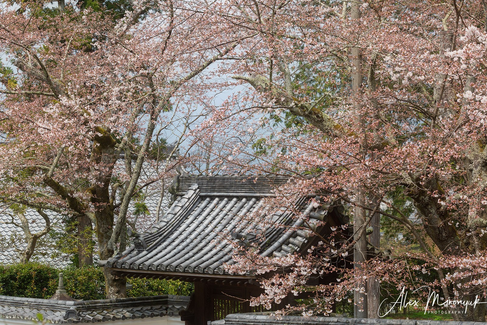 Hanami Season in Japan. Pet, Senior, Landscape, portrait studio, photographer in Miami and Sou