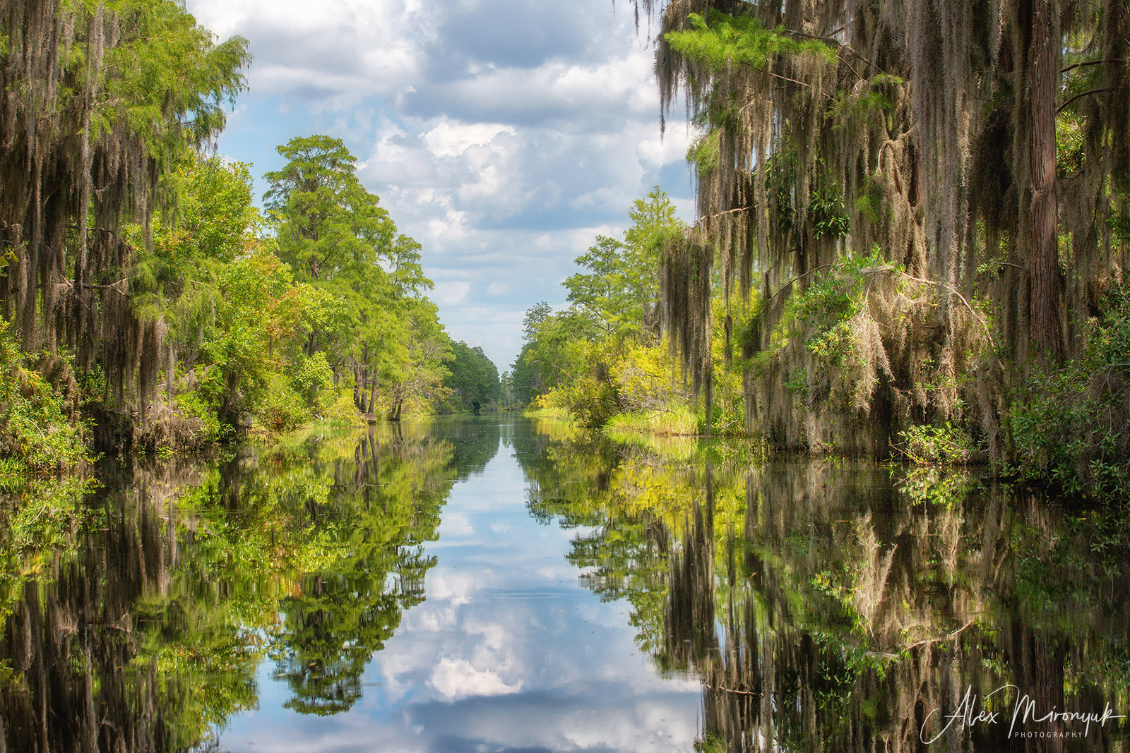 Cypresses, Springs, Birds and Alligators. Pet, Senior, Landscape, portrait studio, photographer in Miami and Sou