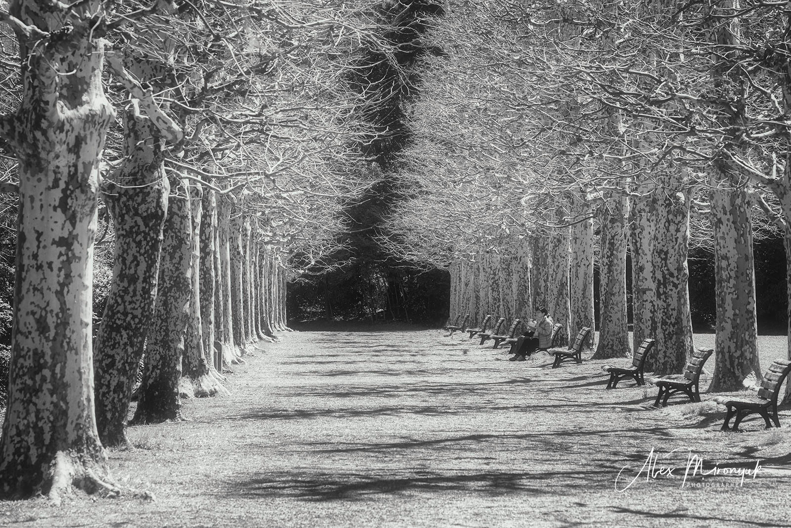 Momiji-gari Season In Japan. Pet, Senior, Landscape, portrait studio, photographer in Miami and Sou