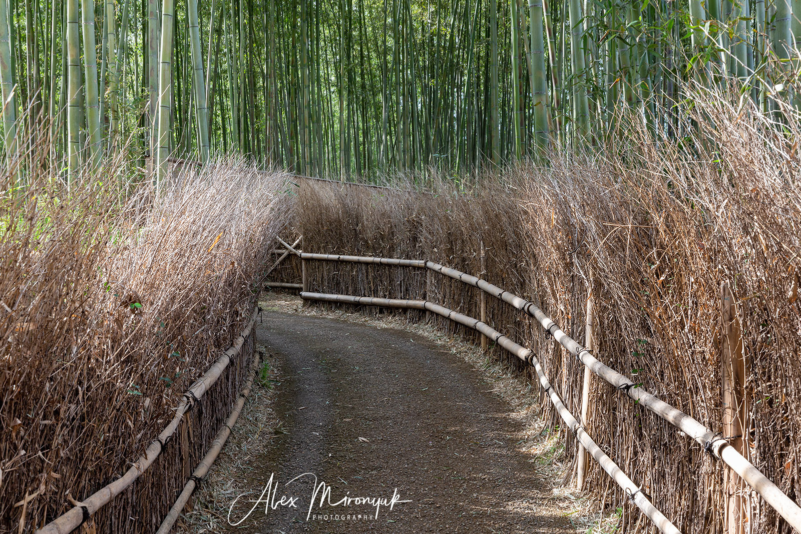 Momiji-gari Season In Japan. Pet, Senior, Landscape, portrait studio, photographer in Miami and Sou