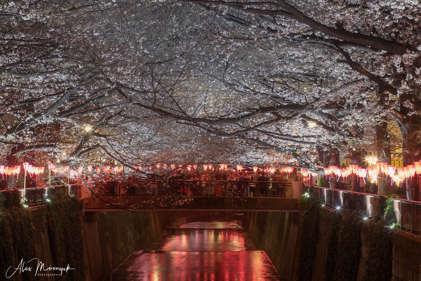 Momiji-gari Season In Japan. Pet, Senior, Landscape, portrait studio, photographer in Miami and Sou