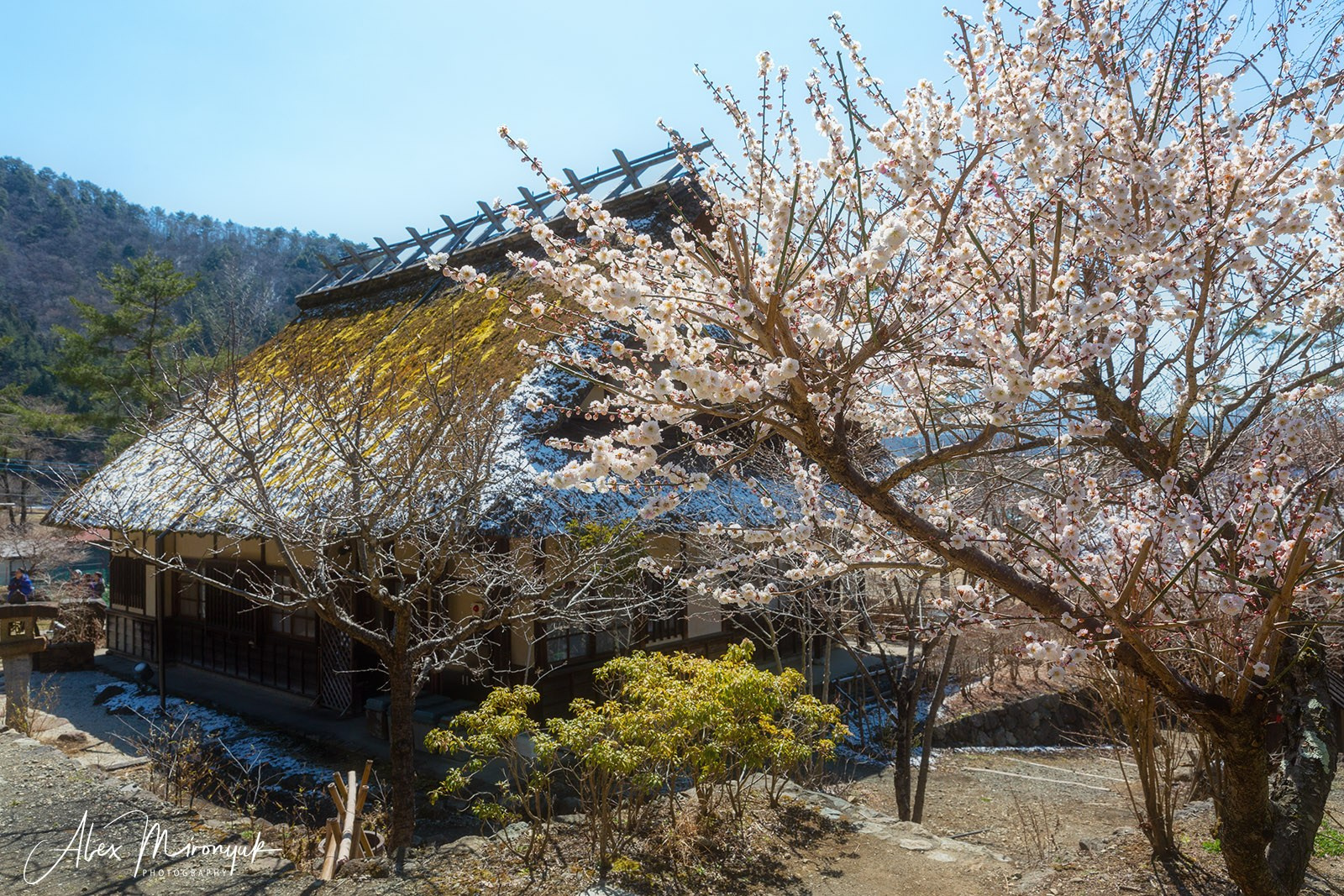 Hanami Season in Japan. Pet, Senior, Landscape, portrait studio, photographer in Miami and Sou