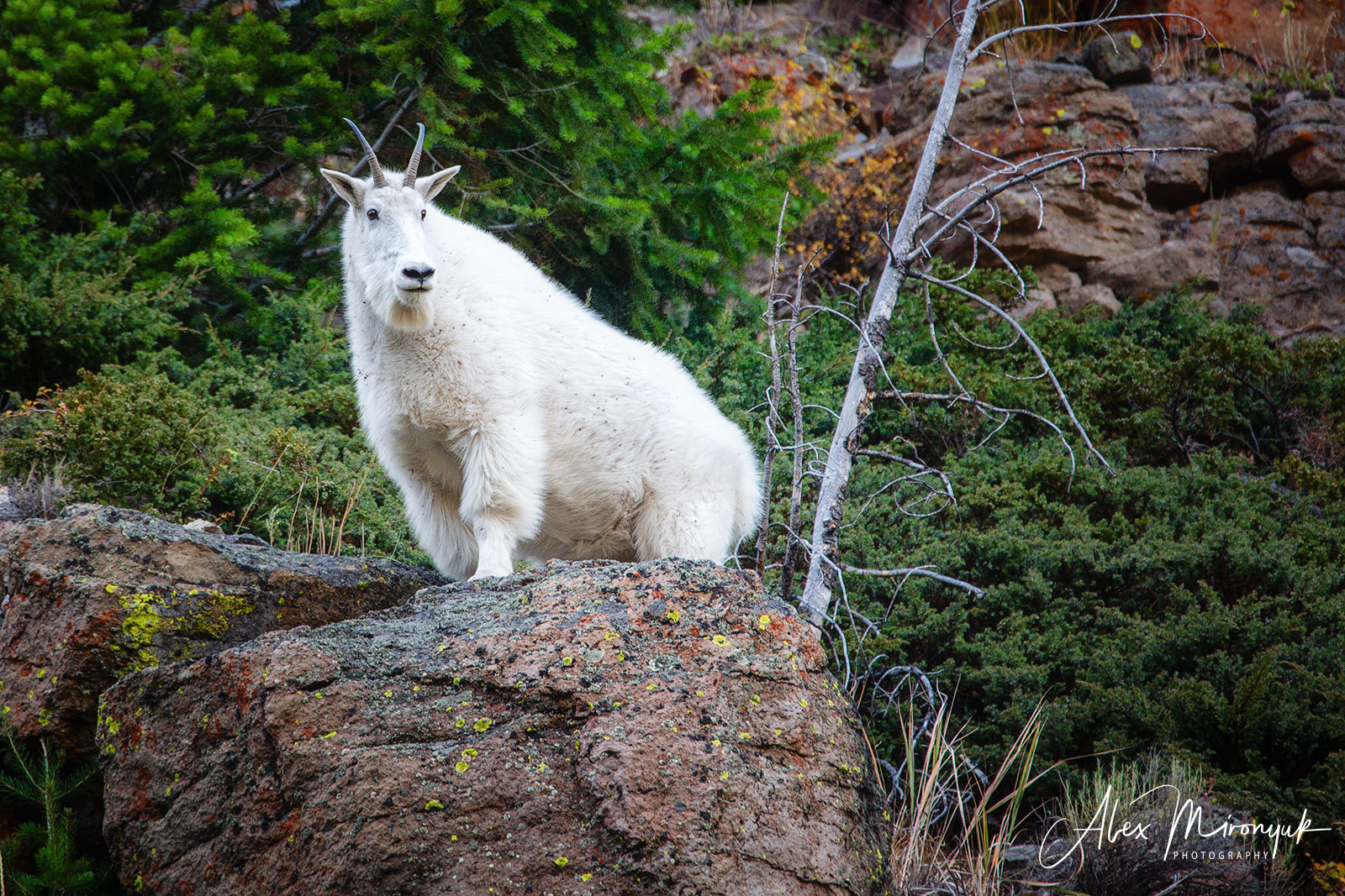 Yellowstone & Grand Teton. Alex Mironyuk Photography