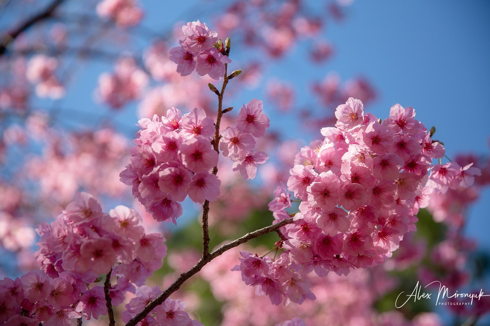 Hanami Season in Japan. Pet, Senior, Landscape, portrait studio, photographer in Miami and Sou