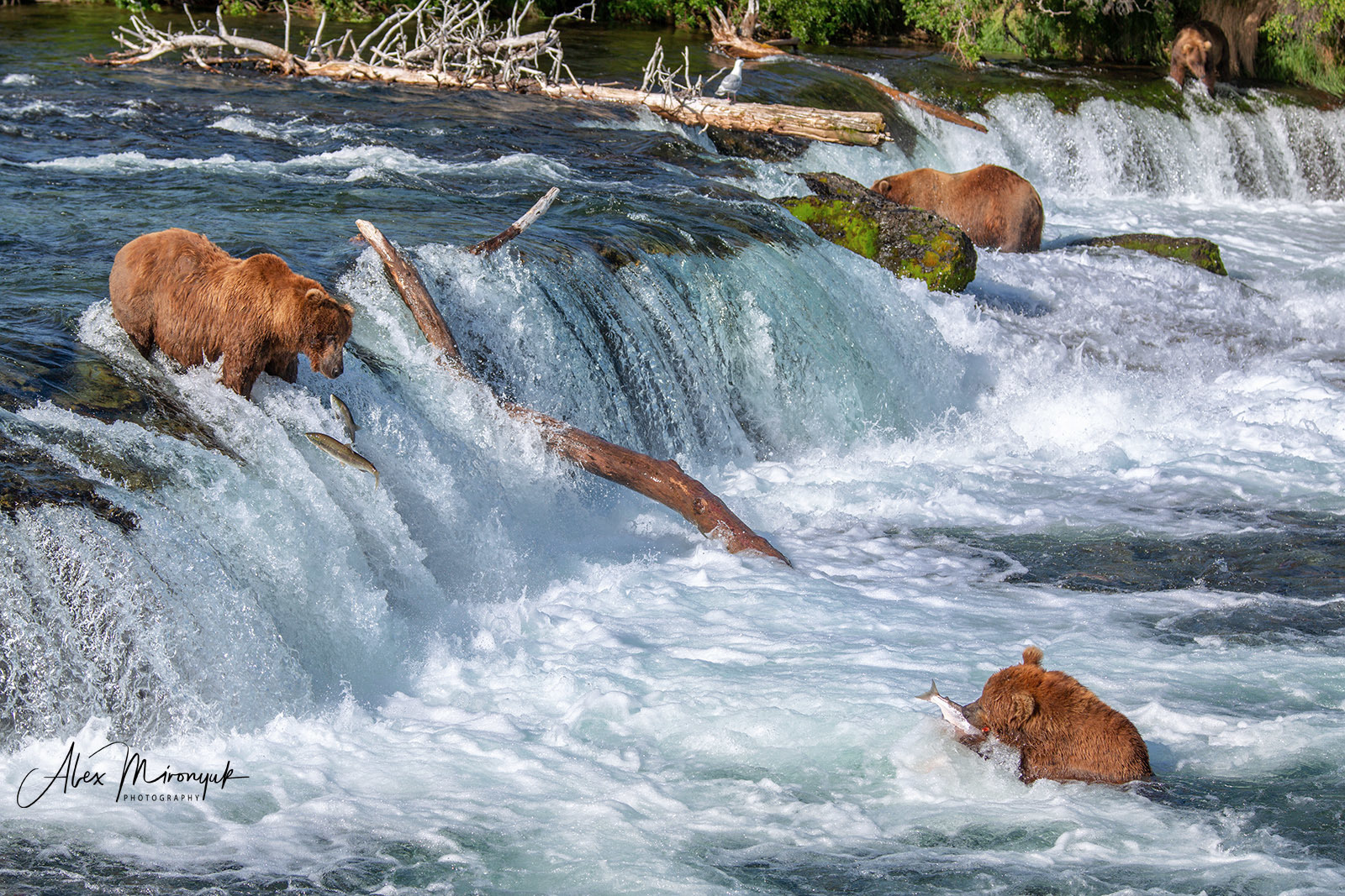 Alaska-2019. Alex Mironyuk Photography