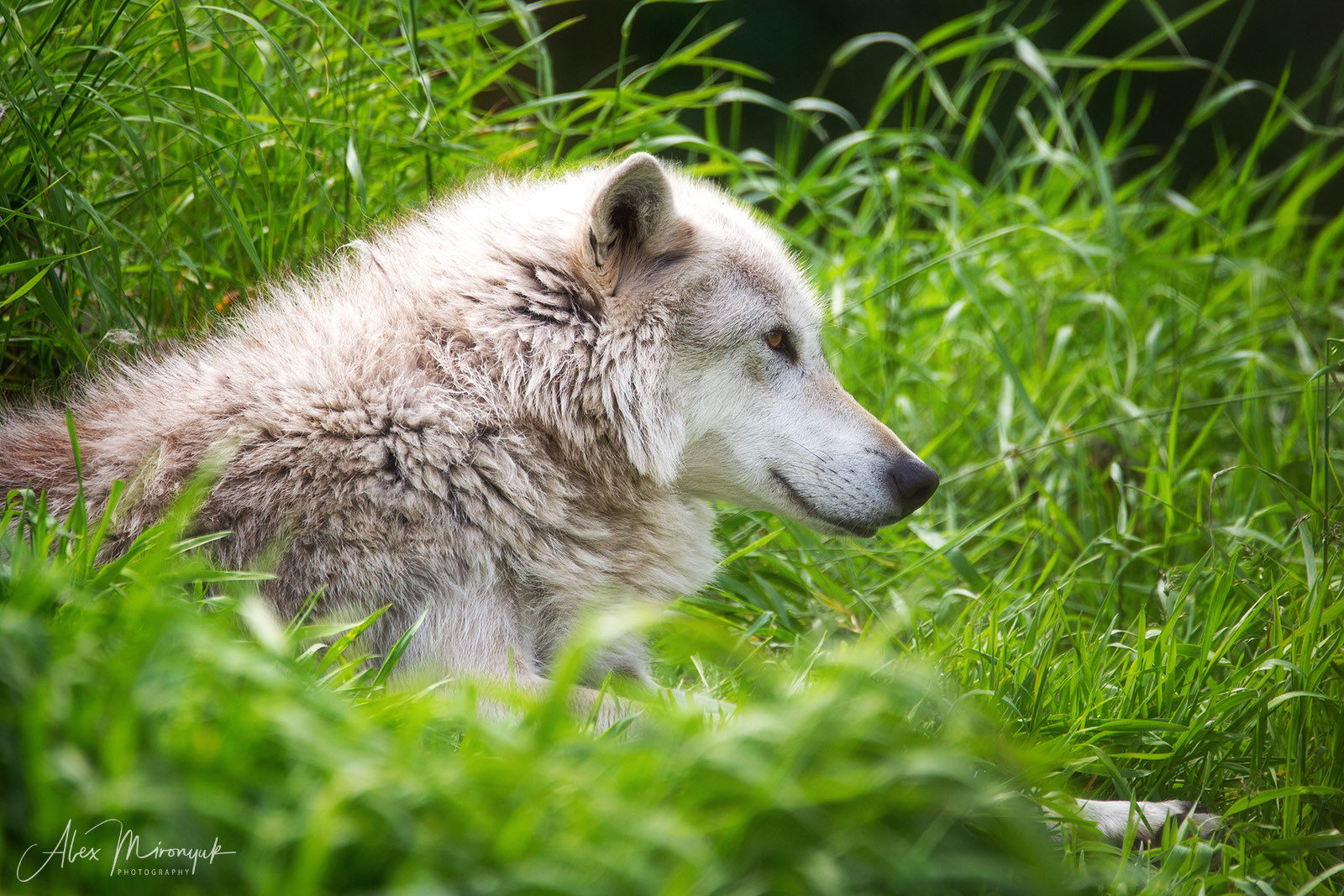 Best Of Alaska. Alex Mironyuk Photography