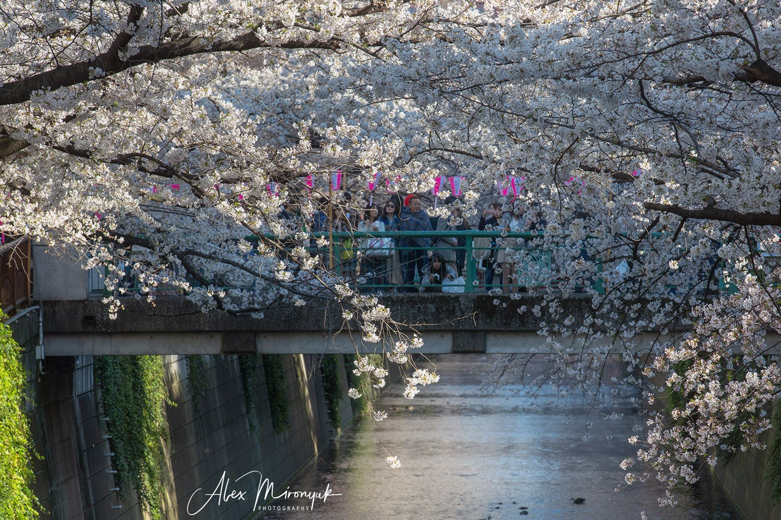 Hanami Season in Japan. Pet, Senior, Landscape, portrait studio, photographer in Miami and Sou