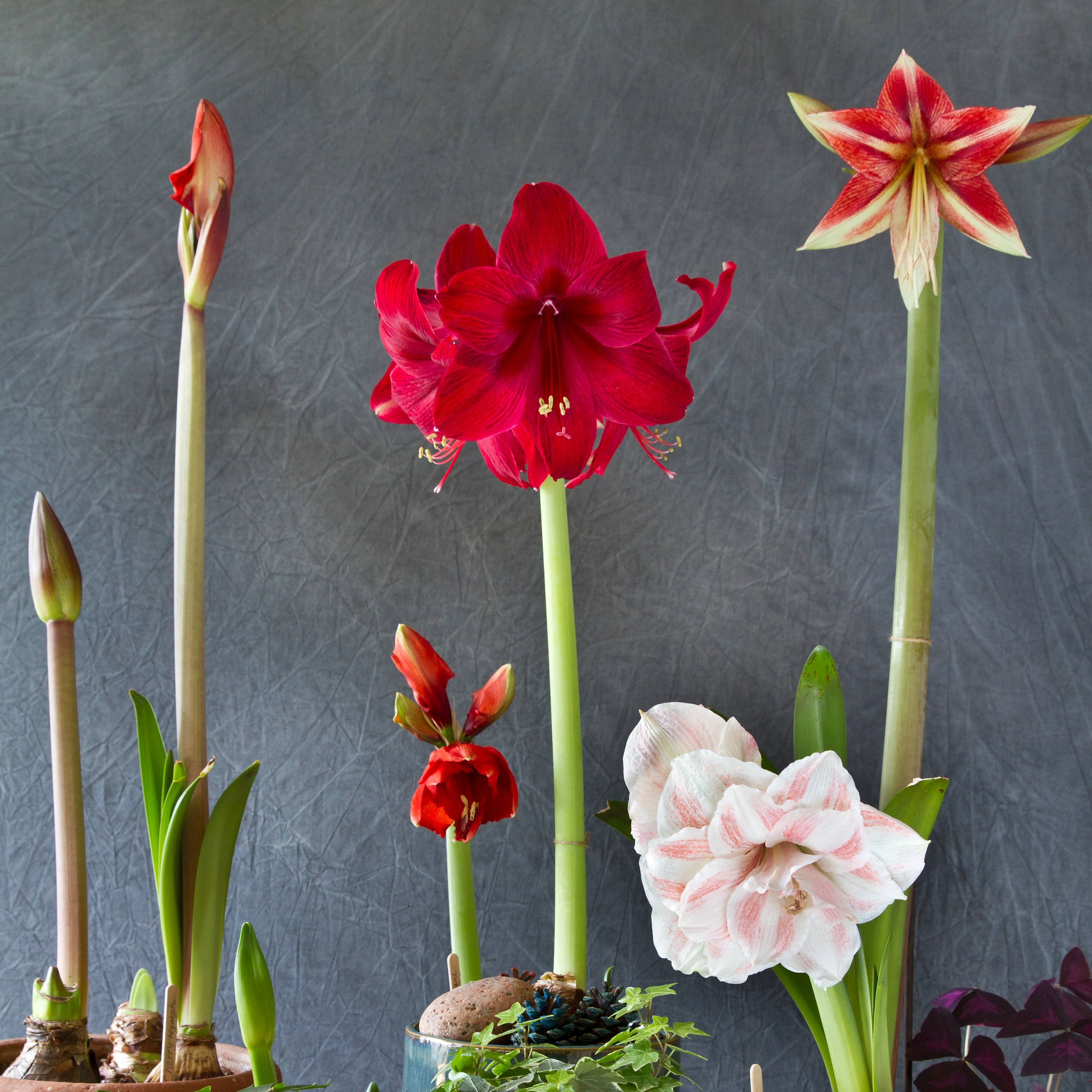Akropolis Blomster – Pleje af amarylliserAmarylliser kræver lidt ekstra pleje for at blomstre optimalt. Akropolis Blomster anbefaler, at du holder dem på et lyst sted, giver dem moderat vand og beskærer stilkene, når blomsterne er visnet. Dette sikrer, at dine amarylliser holder sig smukke i længere tid.