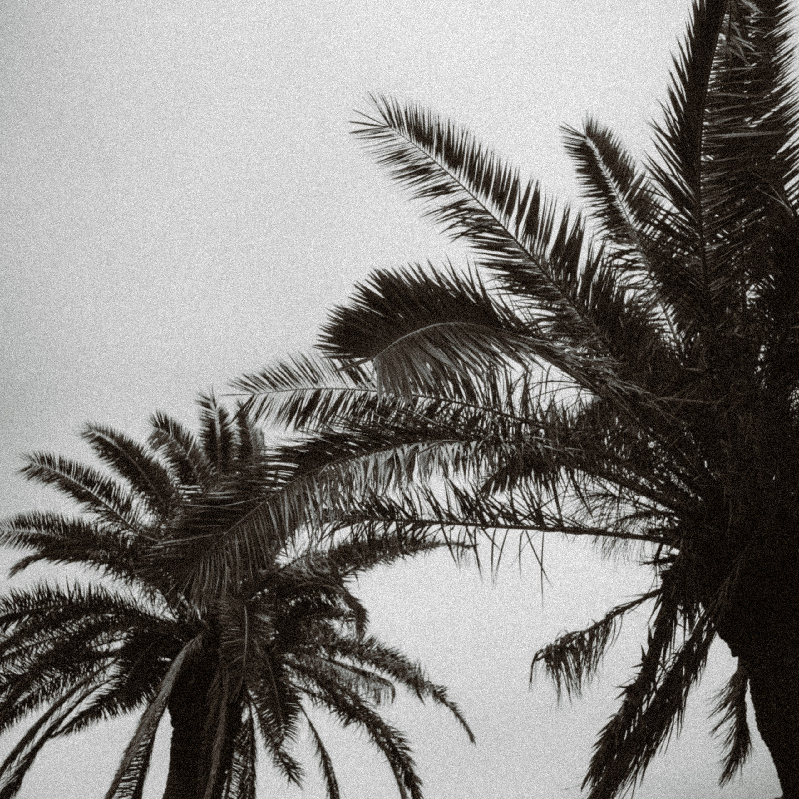 RECIPE: 01. Mike Avelli