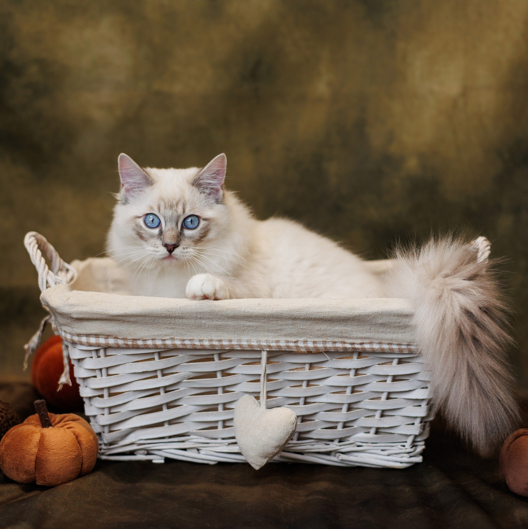 Pet photography. Photography & videography for brands. Individual shooting. Midlands, England