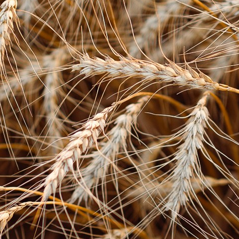 WORLD PHOTO. International Photographer