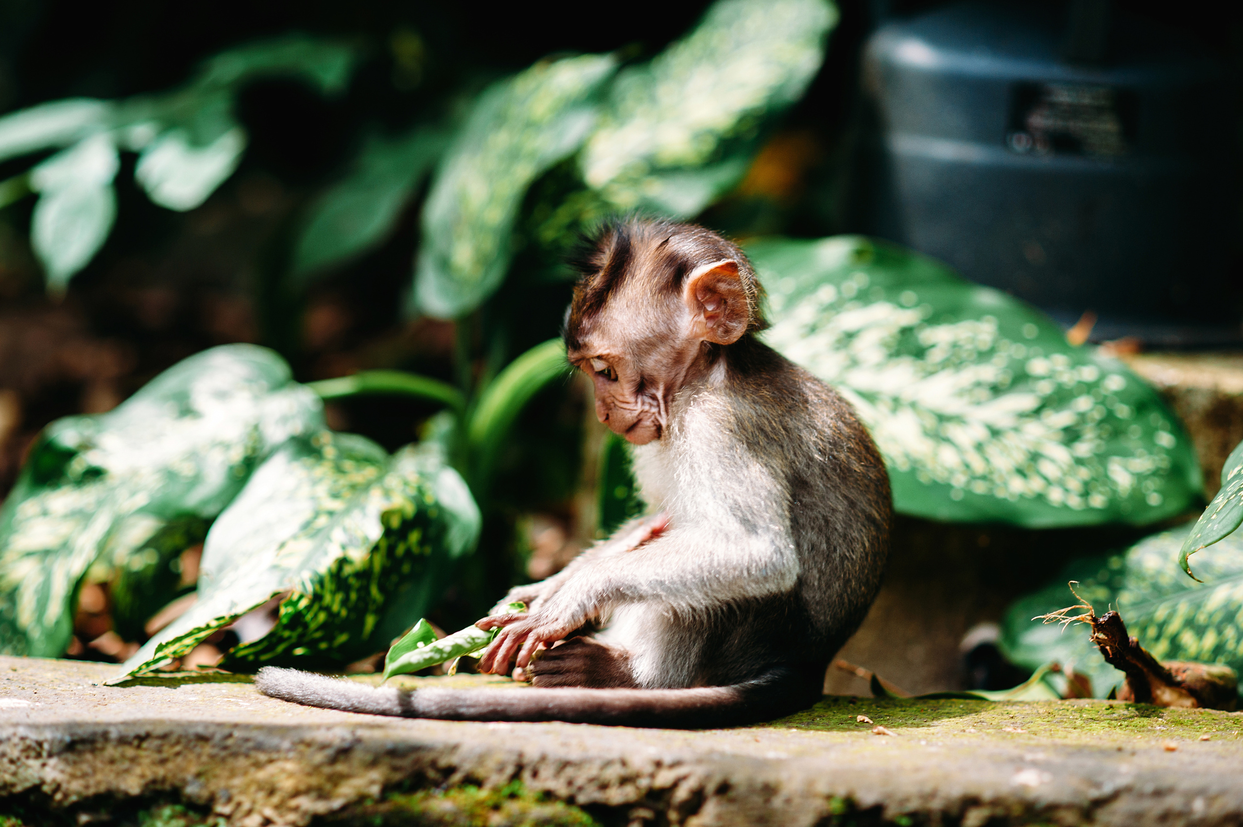 Wedding family photographer Alicante Benidorm Valencia Costa Blanca