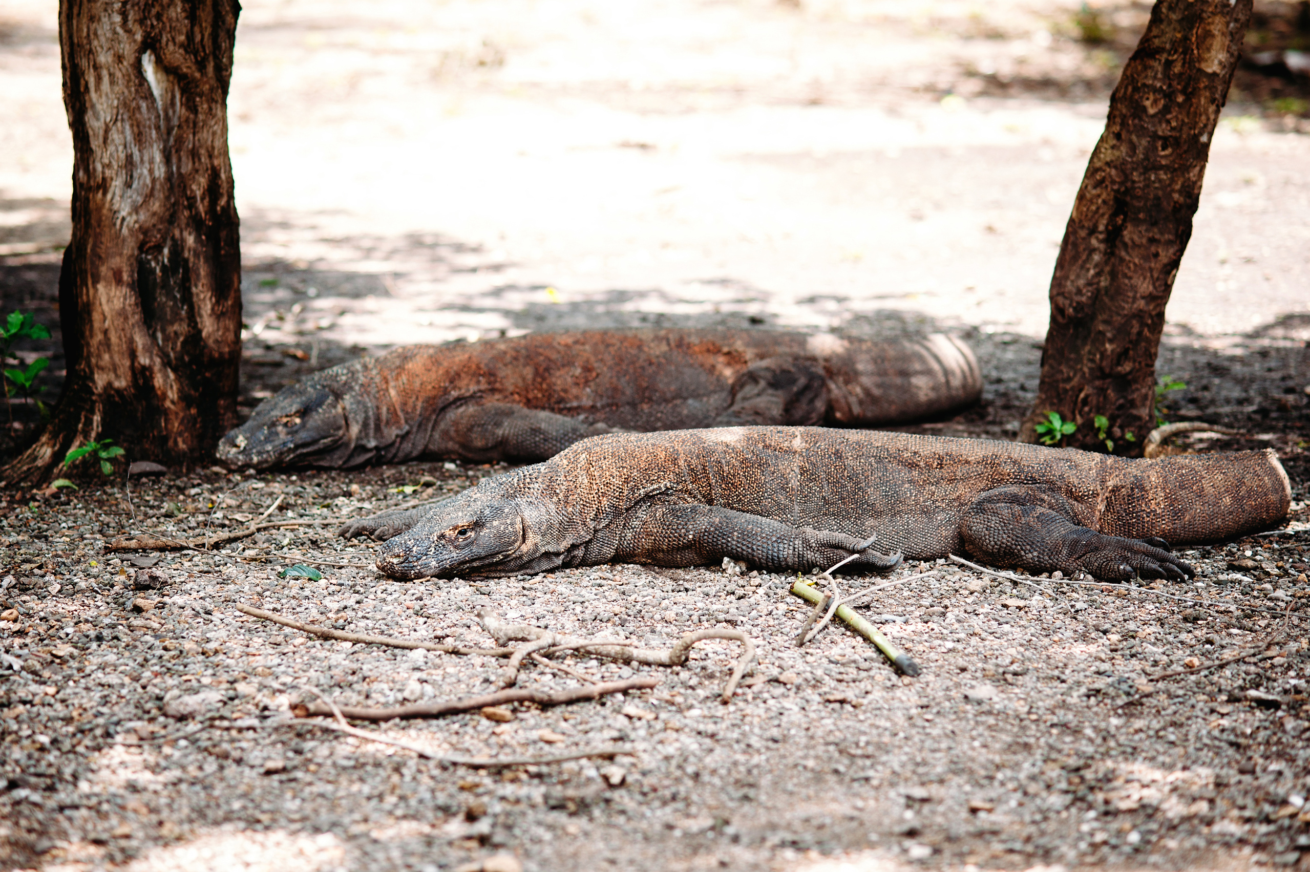 Wedding family photographer Alicante Benidorm Valencia Costa Blanca