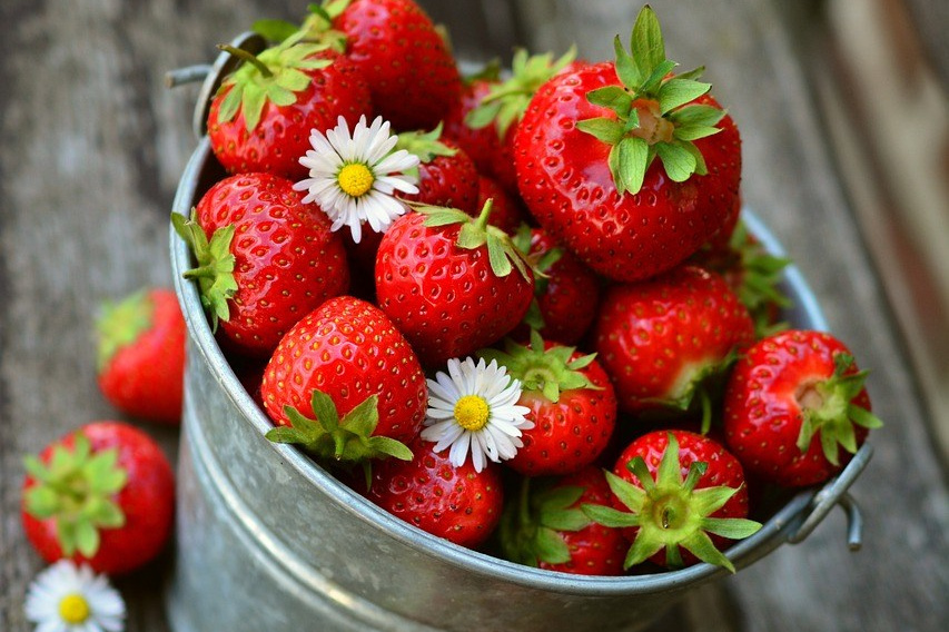 Ripe and sweet strawberries grown with Grow Peat foliar spray treatment, Embu, Kenya