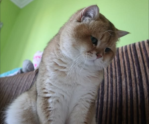 Kitten Adoption Terms, Delivery & Guarantees | DreamCatFold