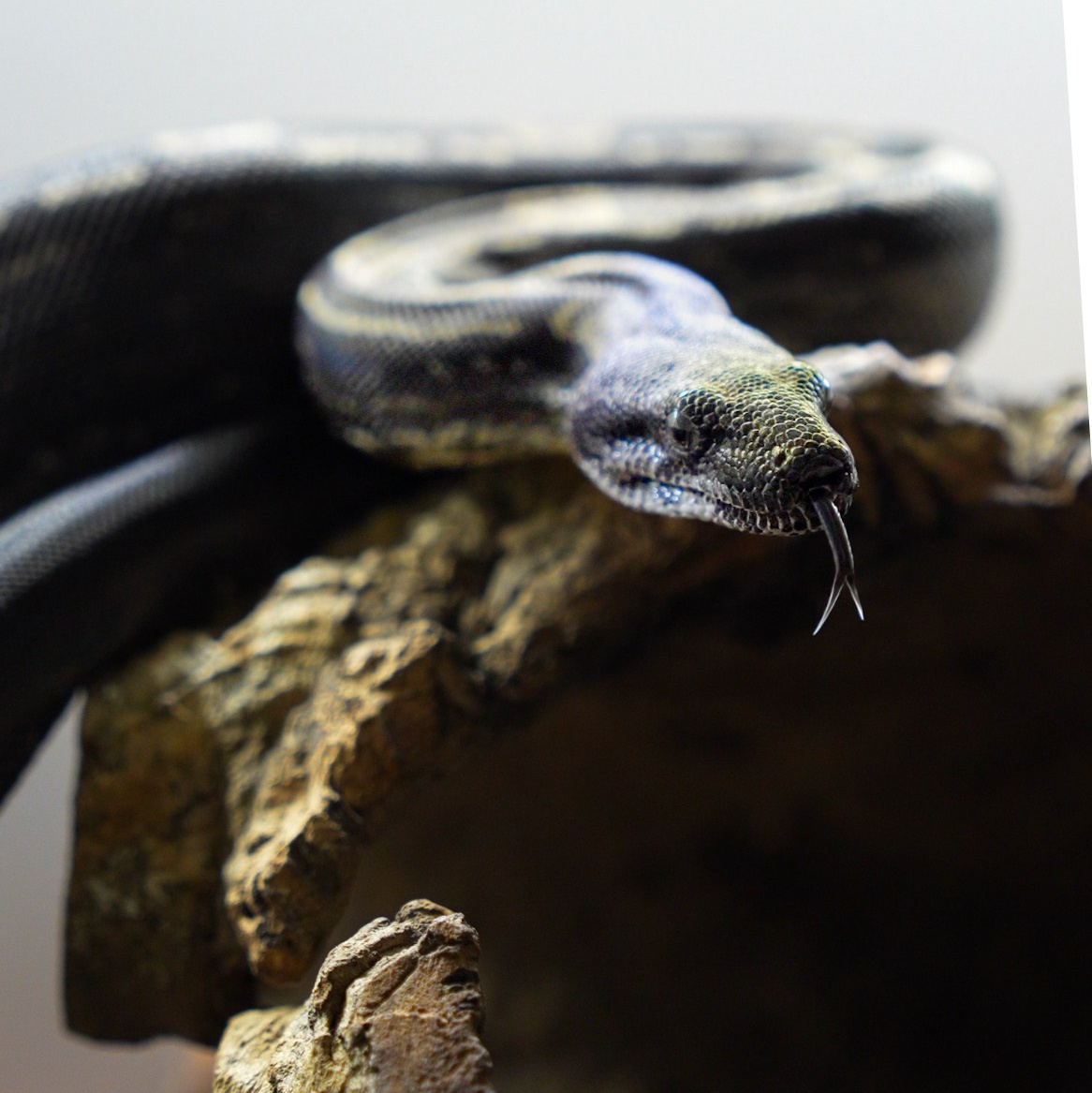 Императорские удавы Варшава аренда змей фотосессия клип реклама fashion