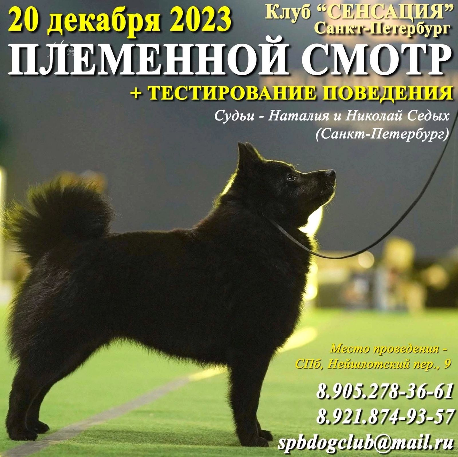 Племенные смотры. Кинологический клуб РКФ РФСС СЕНСАЦИЯ