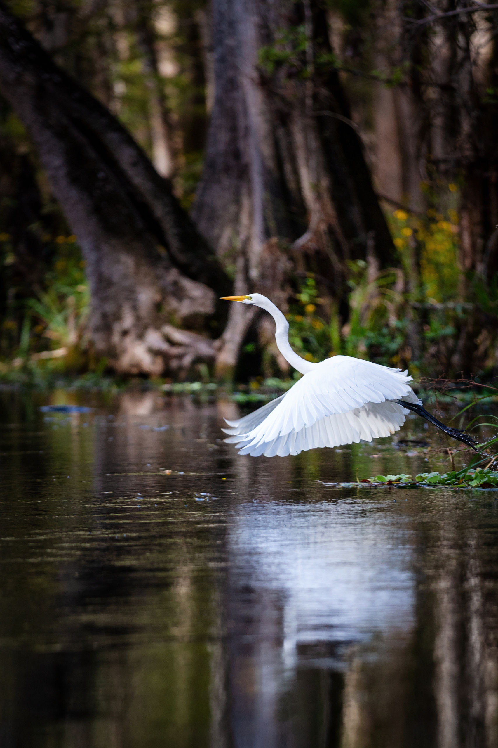 Cypress Swamps Adventure. Pet, Senior, Landscape, portrait studio, photographer in Miami and Sou